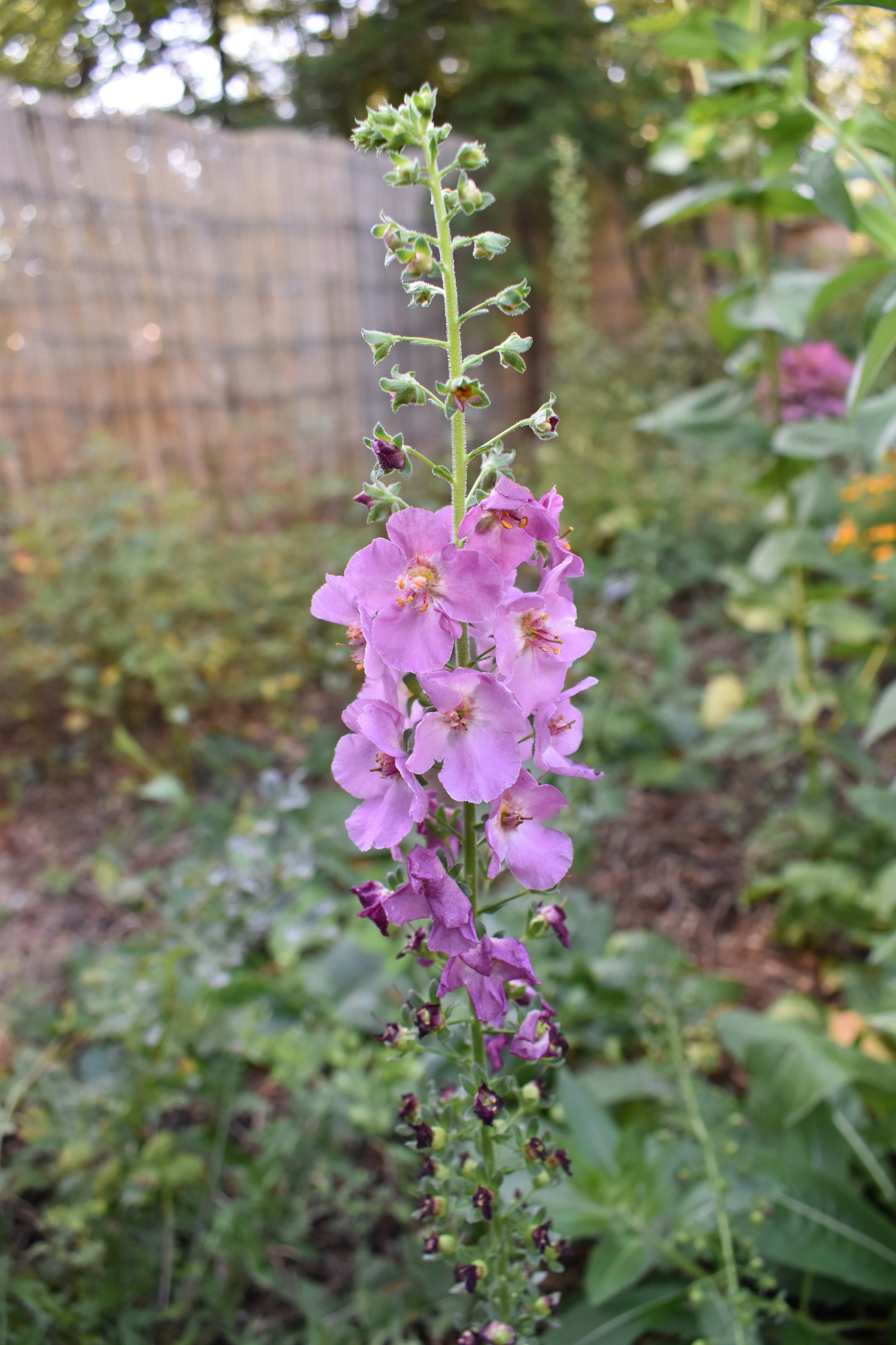 DSC_0349.jpeg