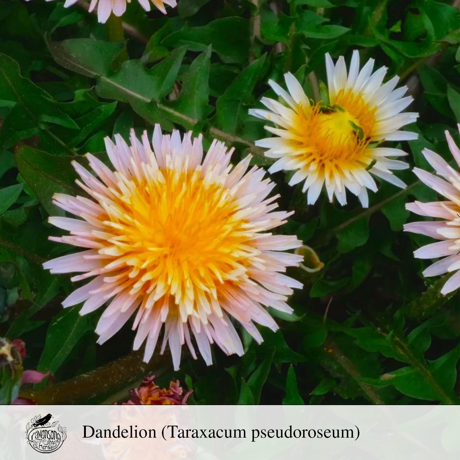 pink dandelion.png