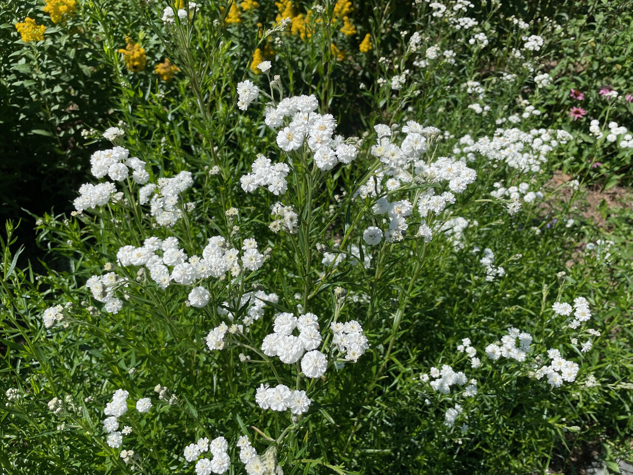 IMG_4907.jpeg