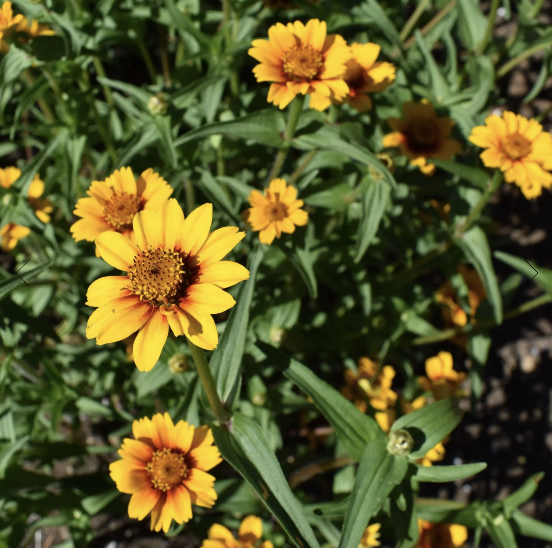 Screenshot 2025-12-08 at 5.34.03 PM.png