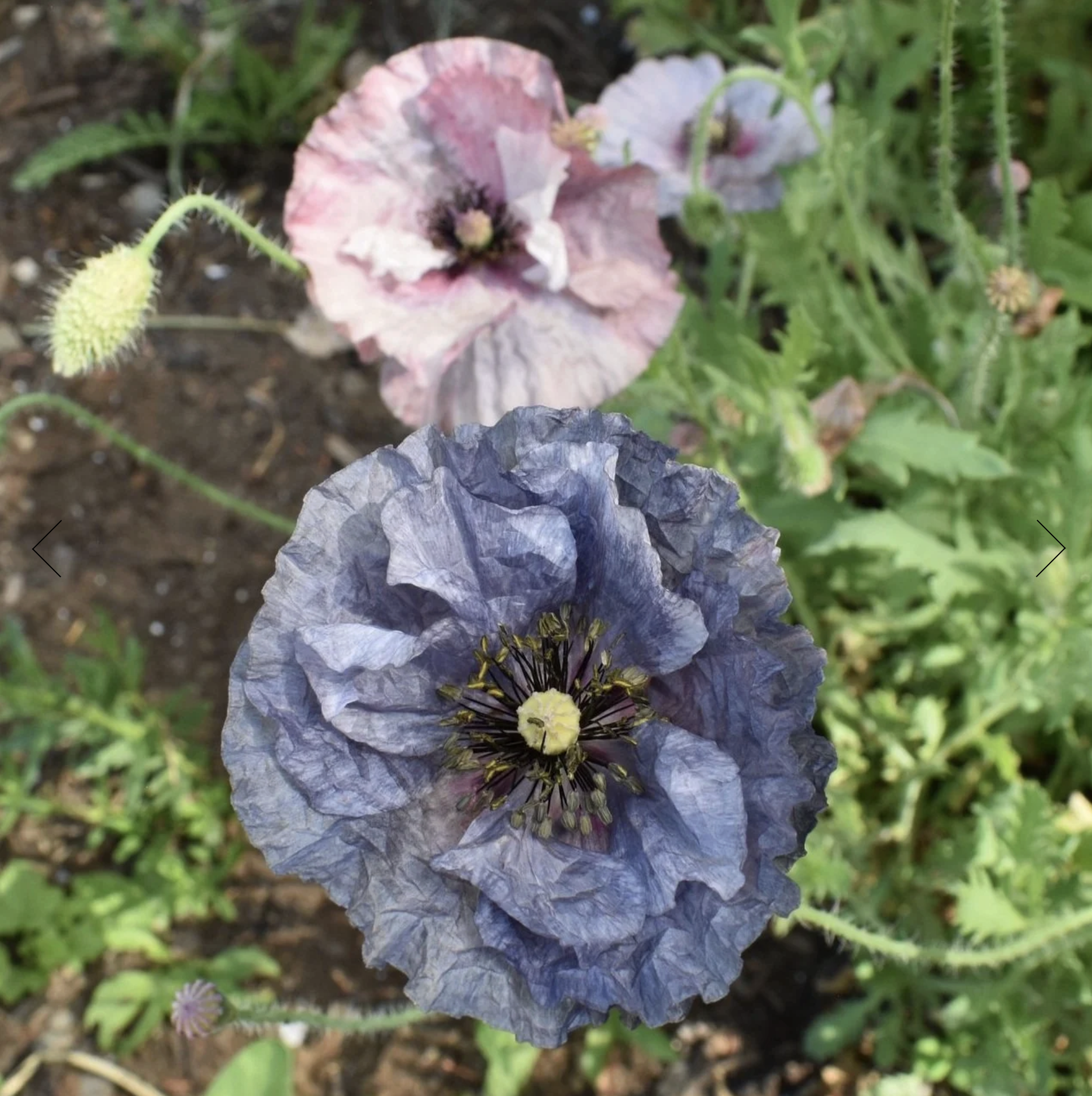 Screenshot 2025-12-08 at 2.04.11 PM.png