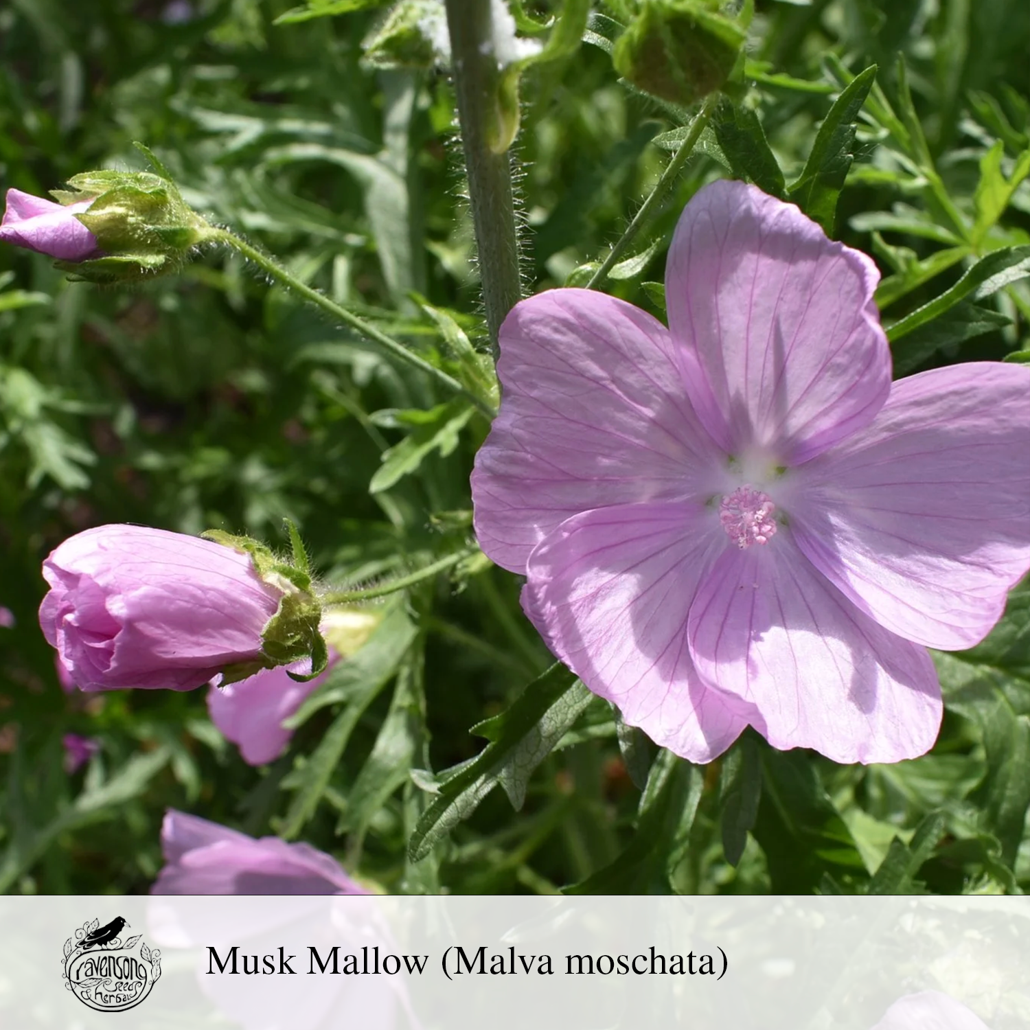 musk mallow.png