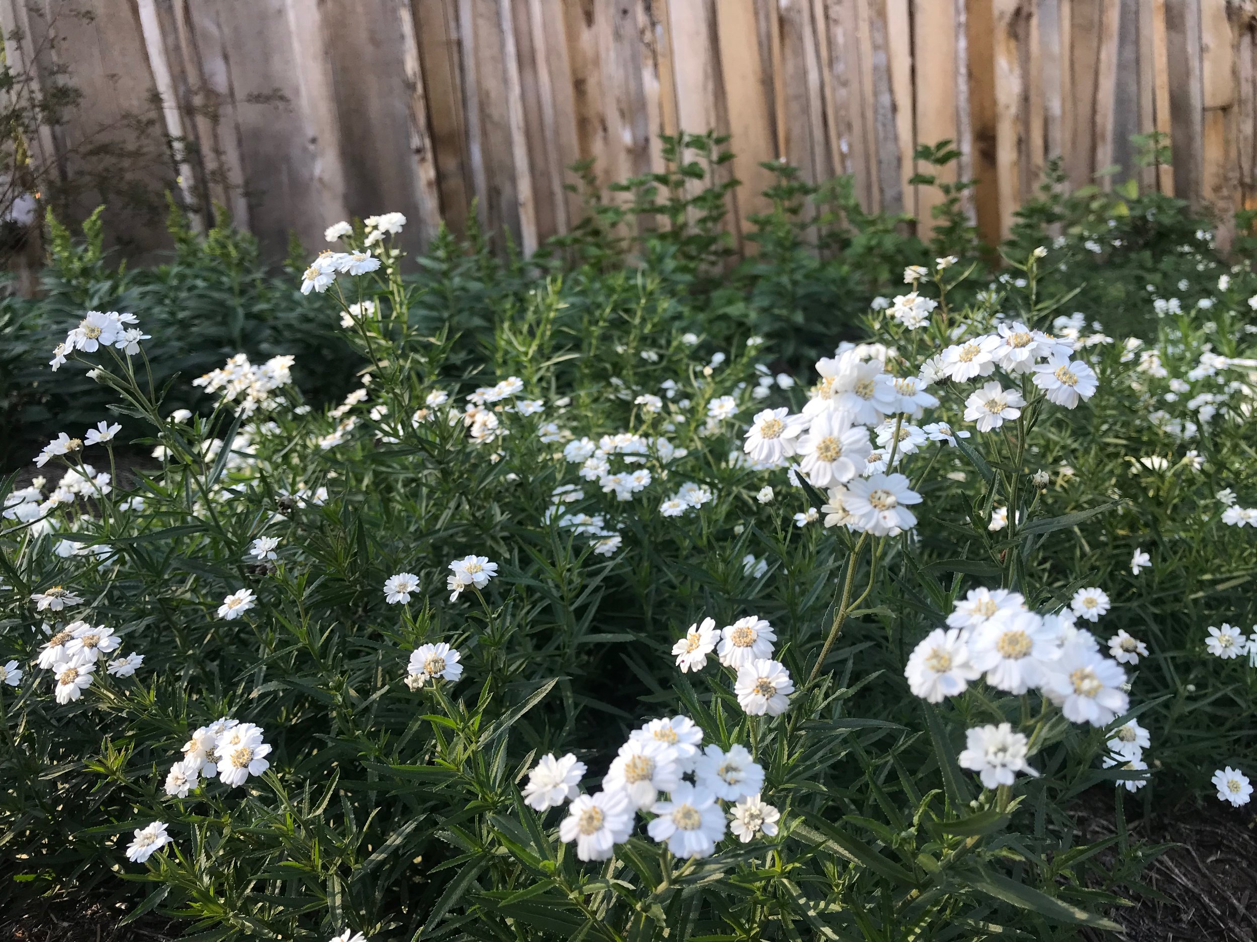 IMG_2792.jpeg
