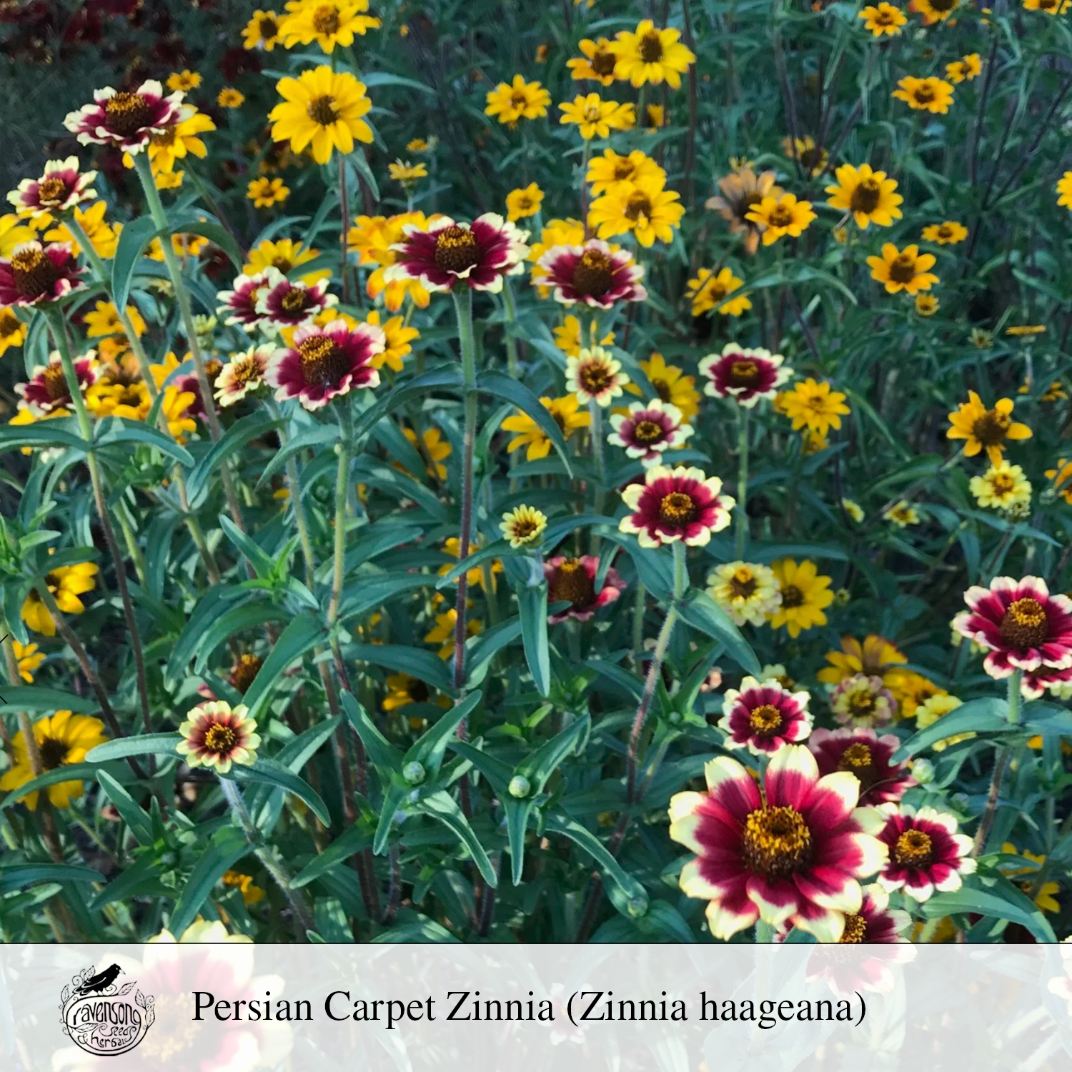 persian carpet zinnia.png