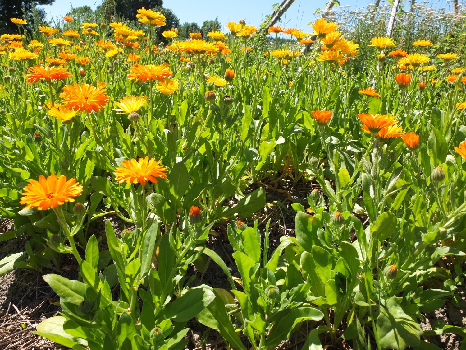 Calendula flowers, organic Calendula officinalis herb – Reverie Farm