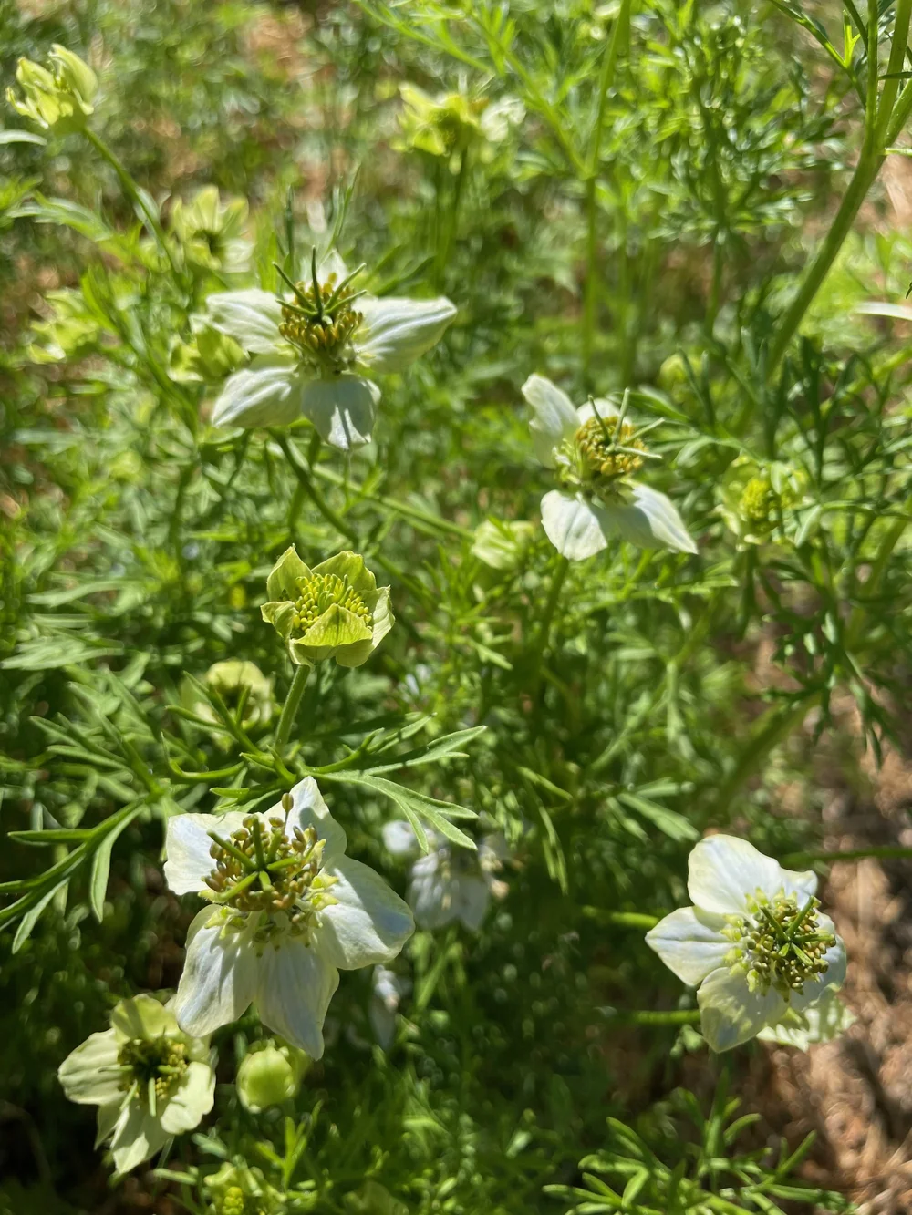 Black Cumin (Nigella) Seeds  Ravensong Seeds & Herbals
