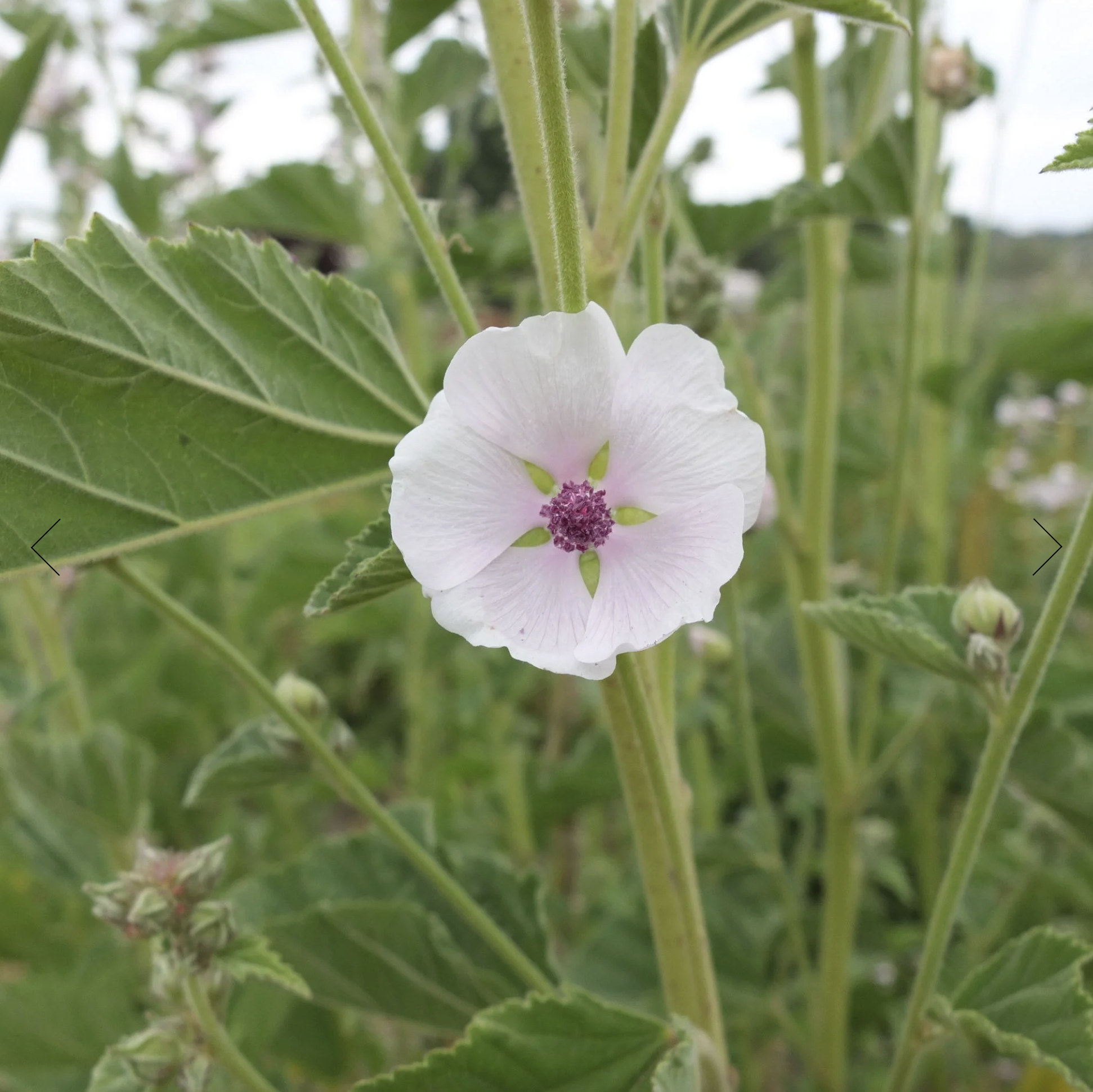 Screenshot 2025-12-08 at 4.48.51 PM.png