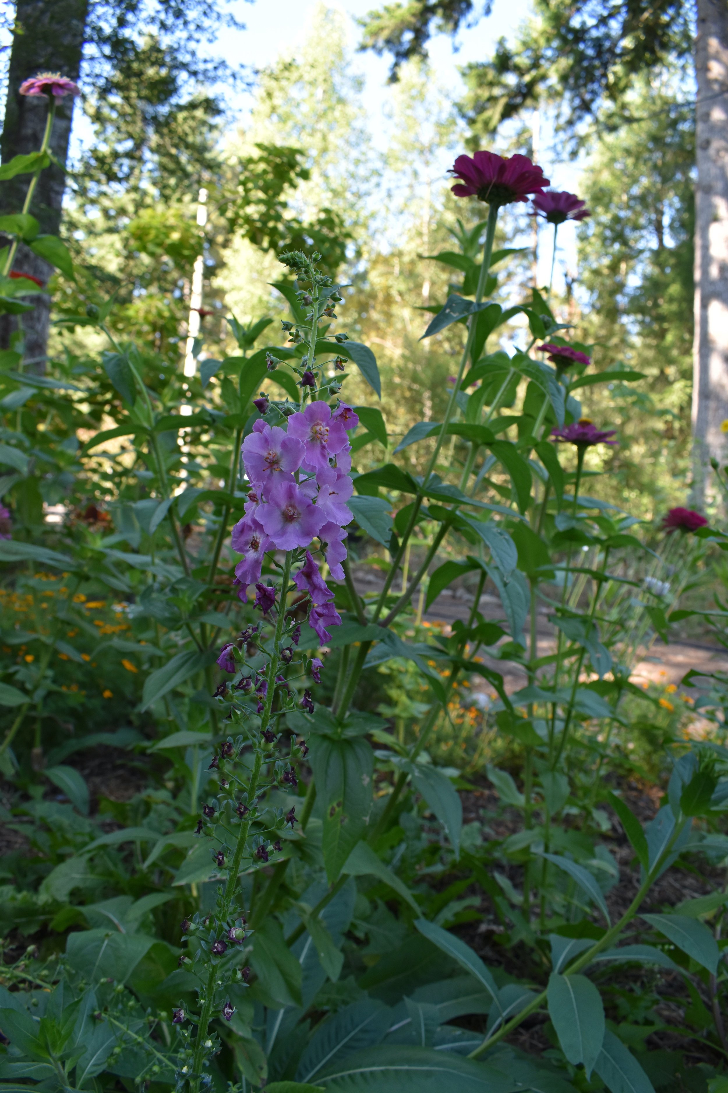 DSC_0351.jpeg