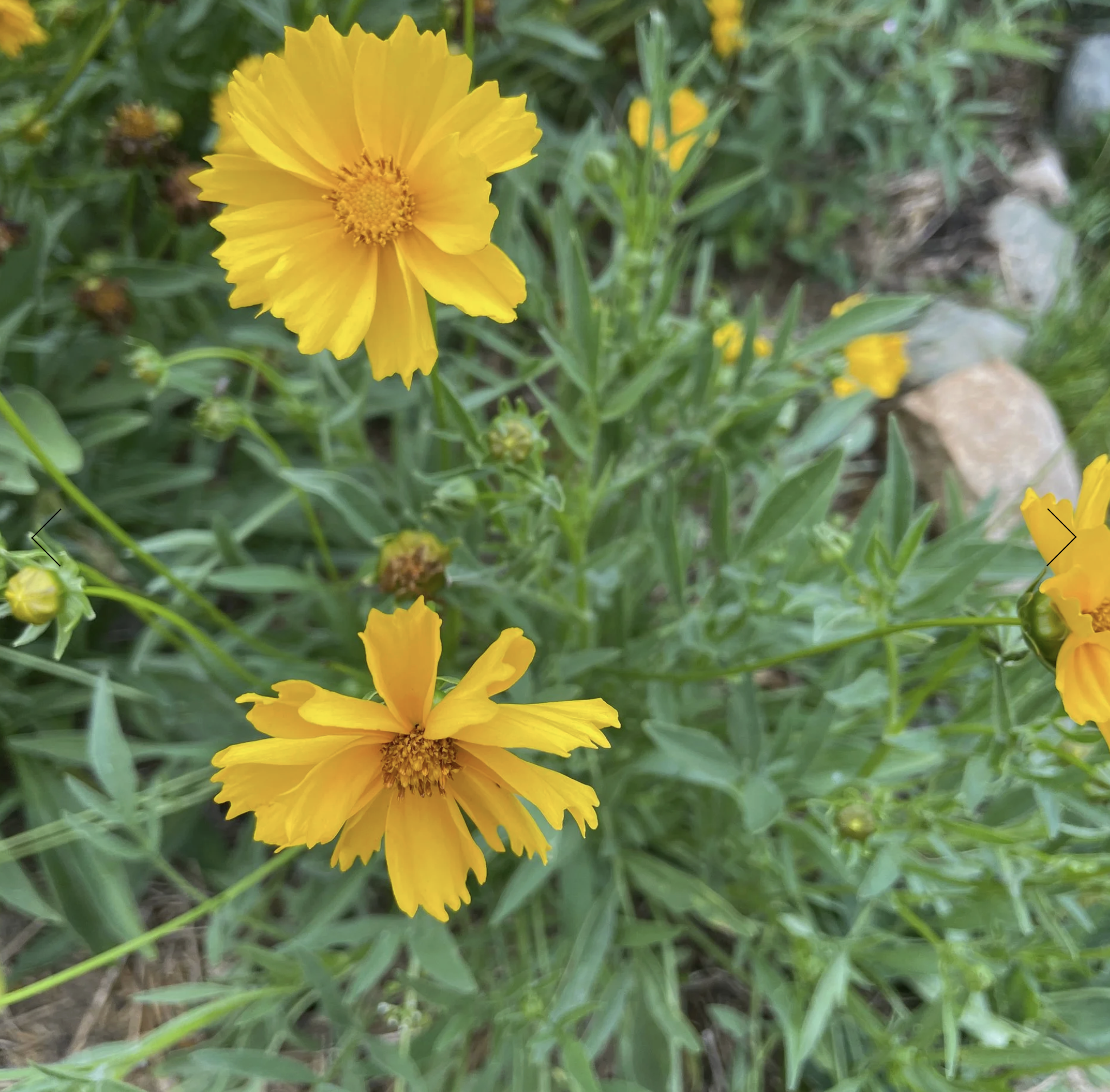 Screenshot 2025-12-08 at 1.43.38 PM.png