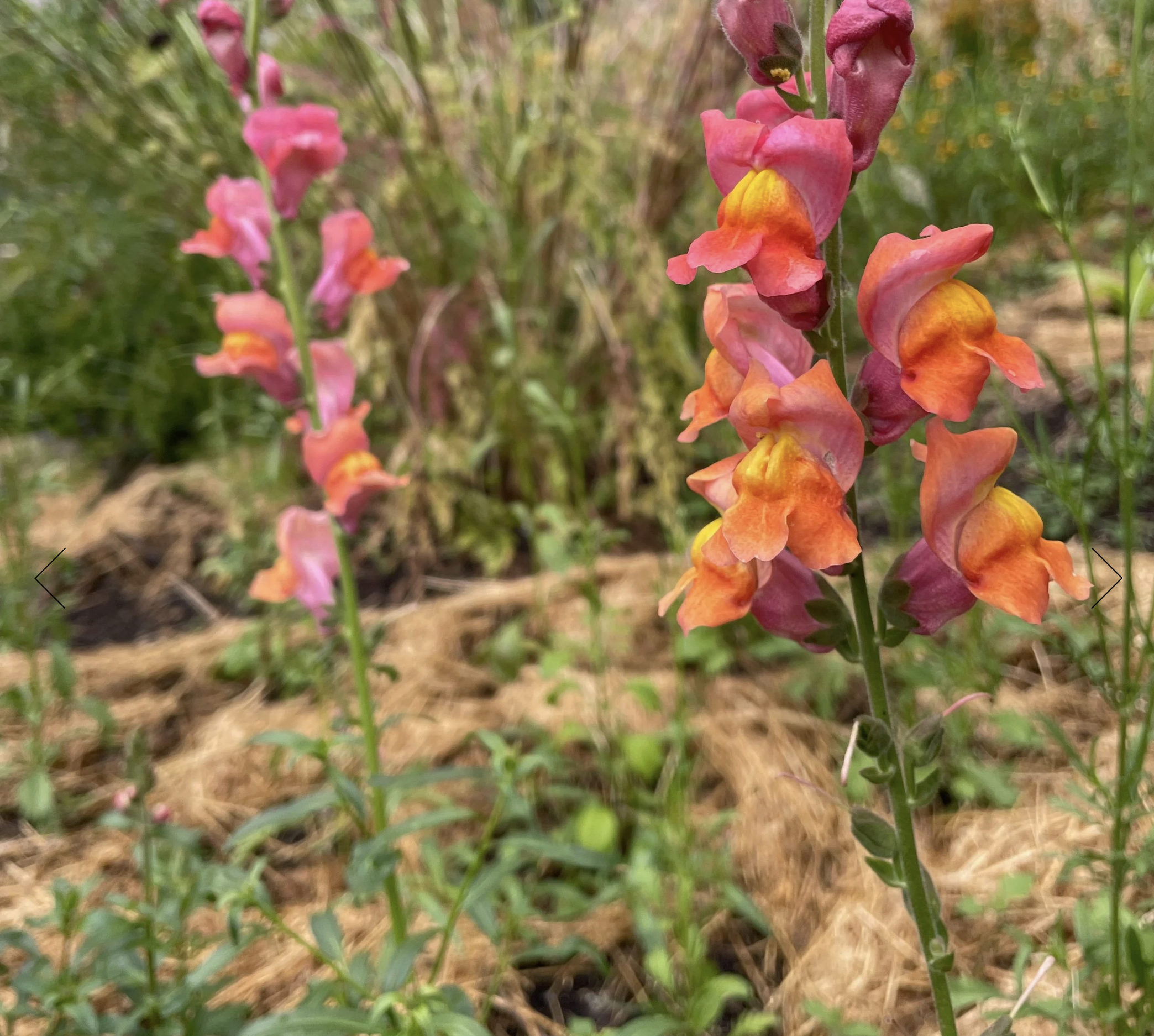 Screenshot 2025-12-30 at 1.25.17 PM.png