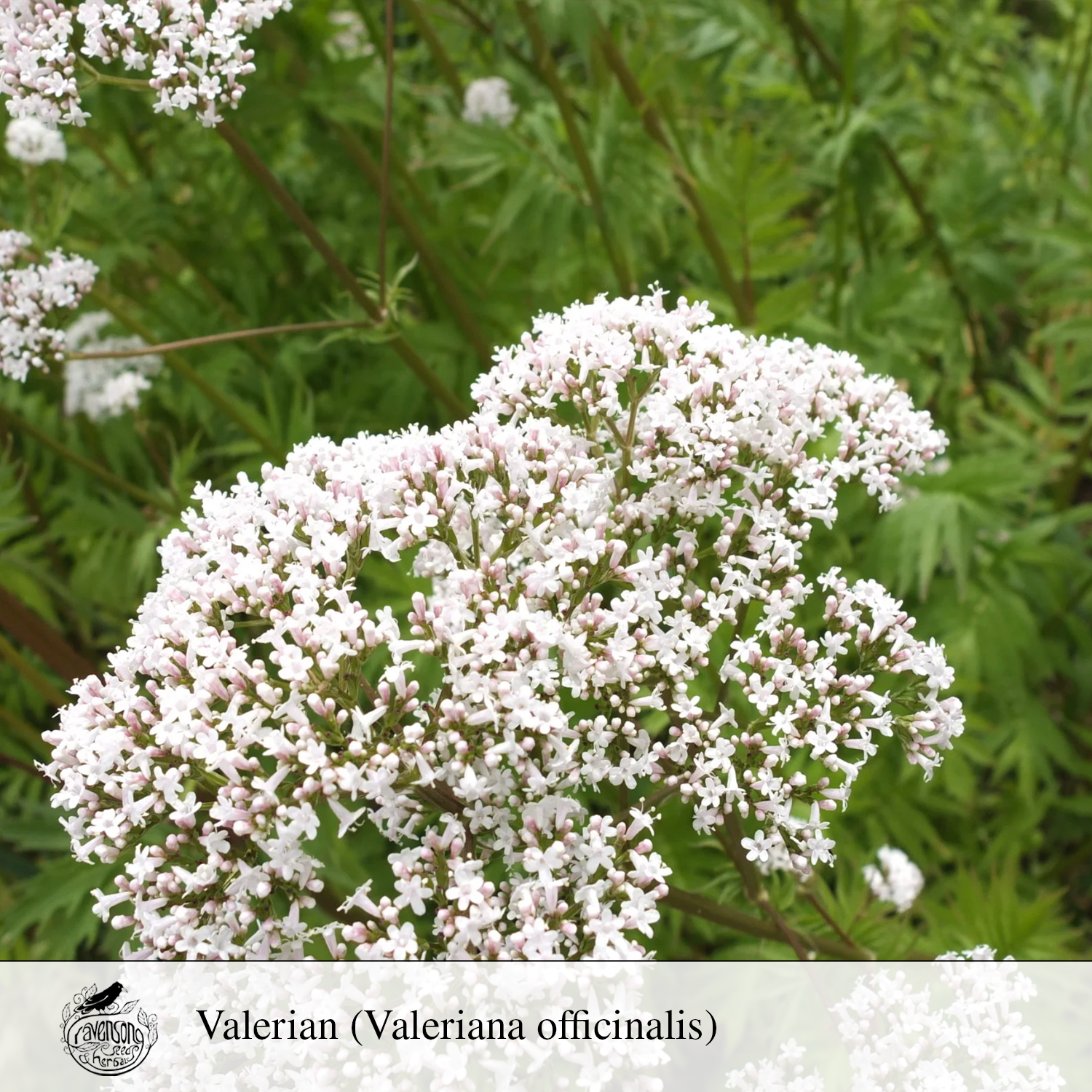 valerian.png