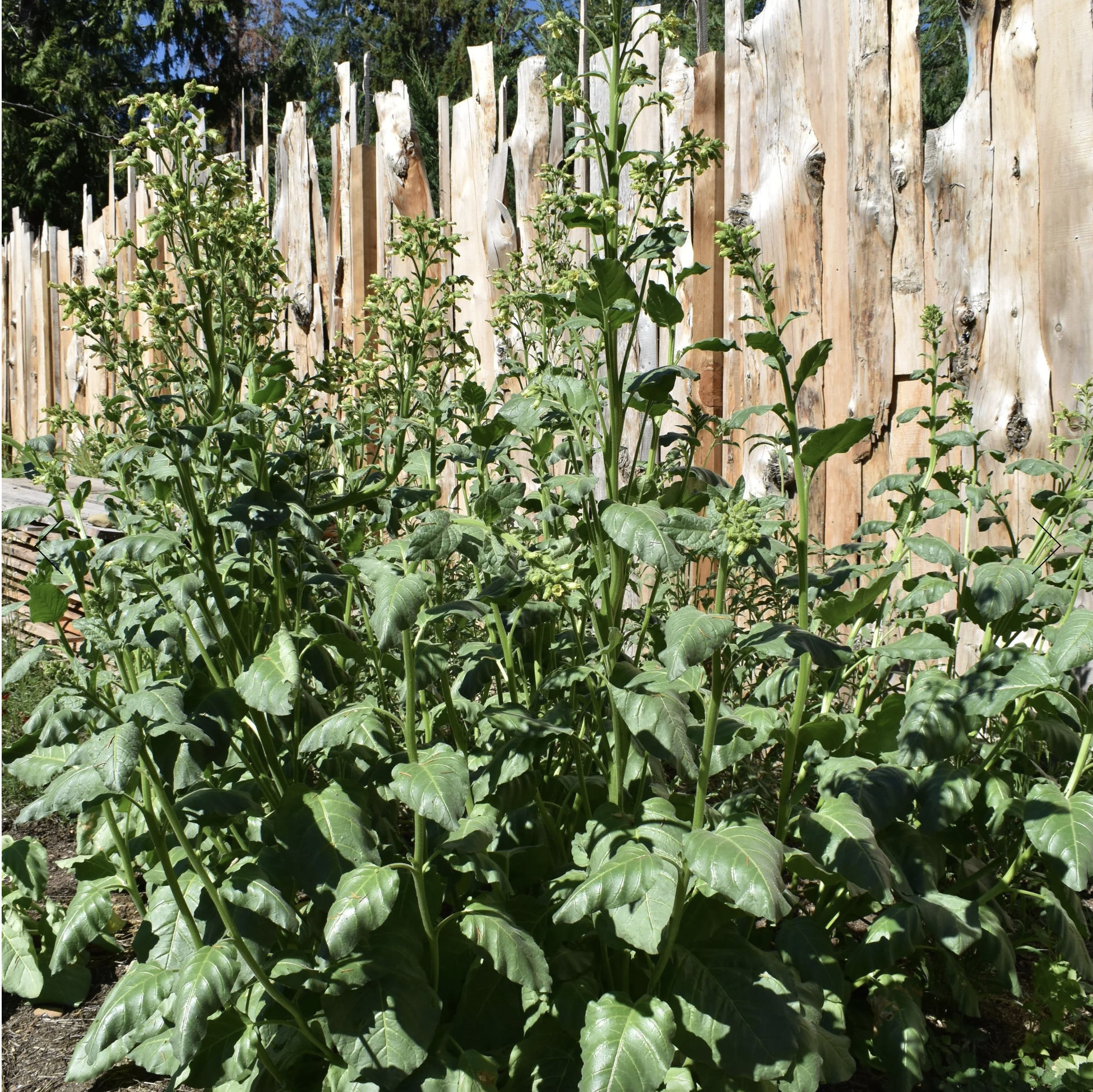 Screenshot 2025-12-08 at 12.33.21 PM.png