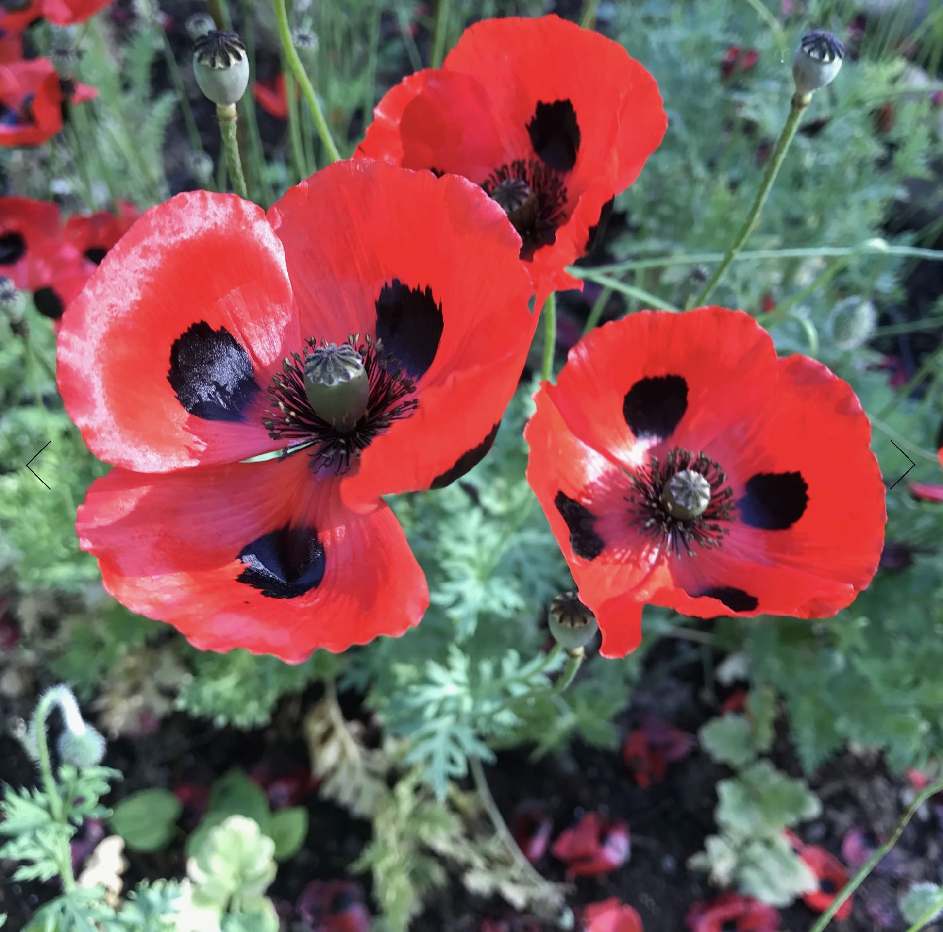 Screenshot 2025-12-08 at 2.02.21 PM.png