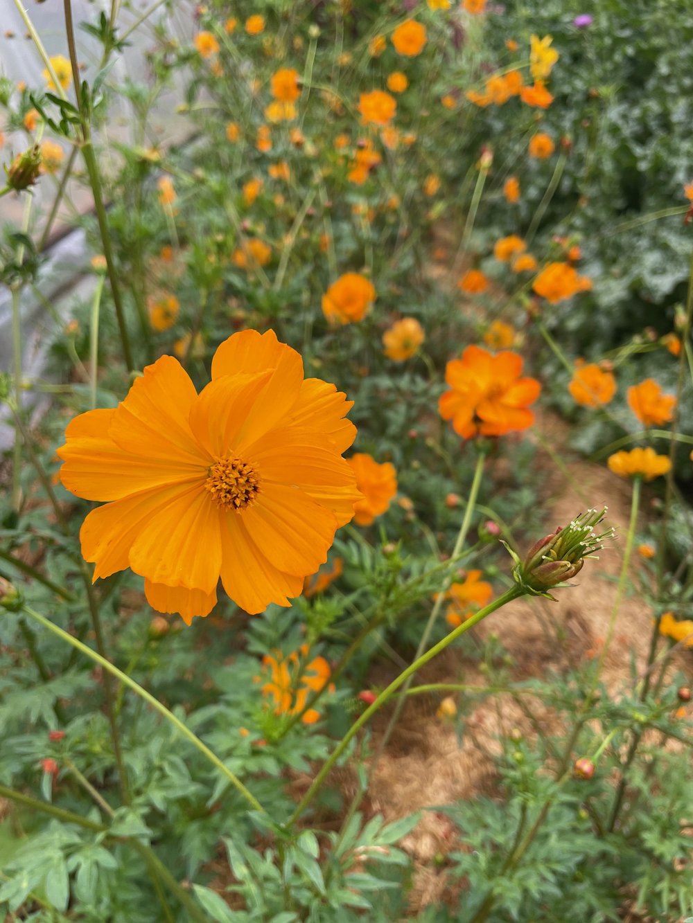 Kenikir Cosmos Seeds — Ravensong Seeds & Herbals