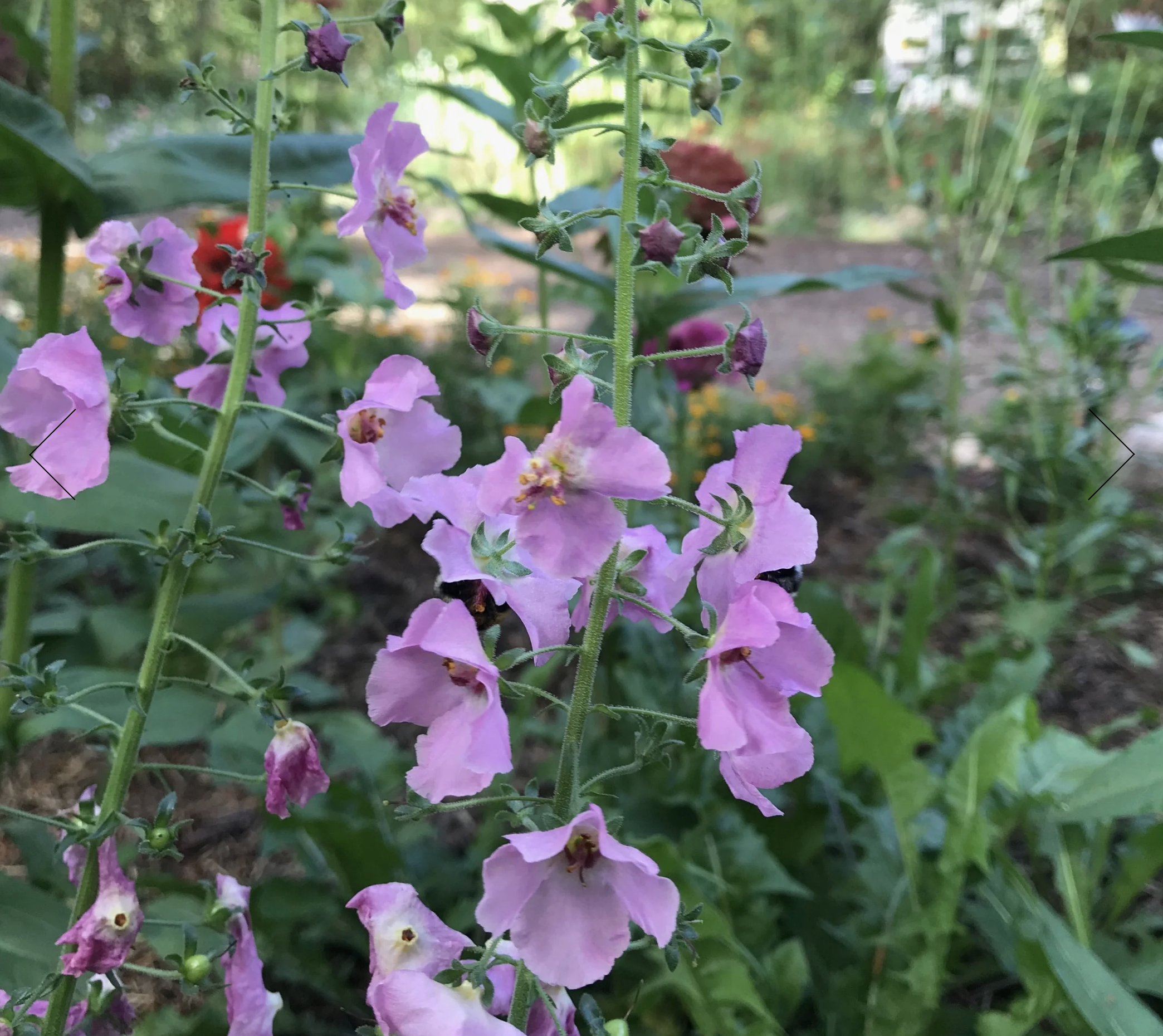 Screenshot 2025-12-30 at 2.38.07 PM.png