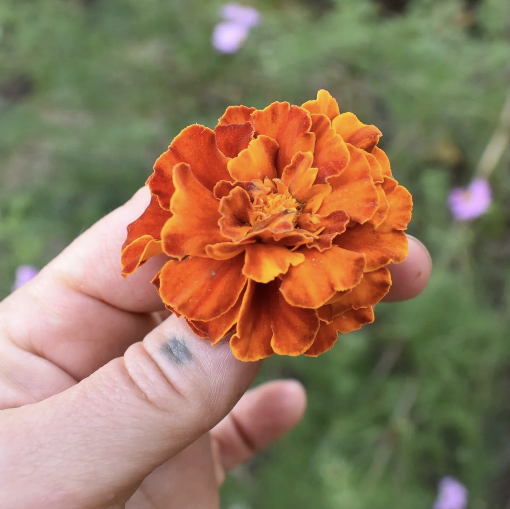 Screenshot 2025-12-30 at 1.27.31 PM.png