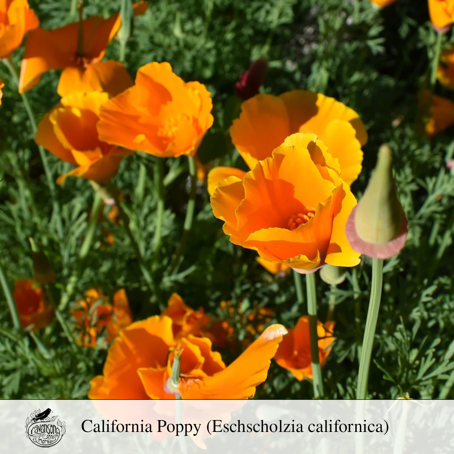 cali poppy.png