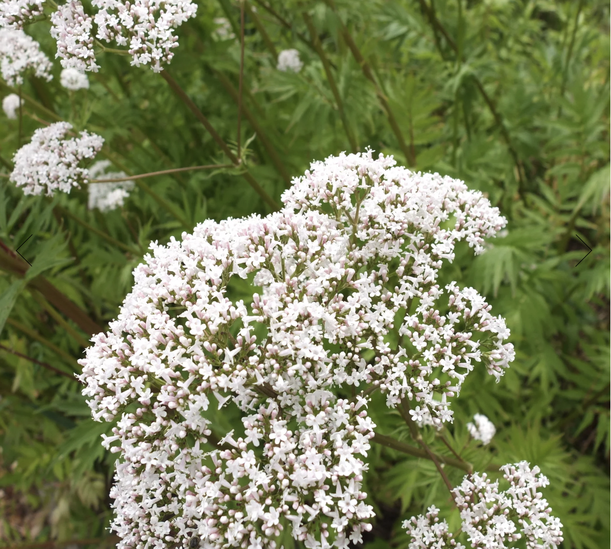 Screenshot 2025-12-30 at 1.54.02 PM.png