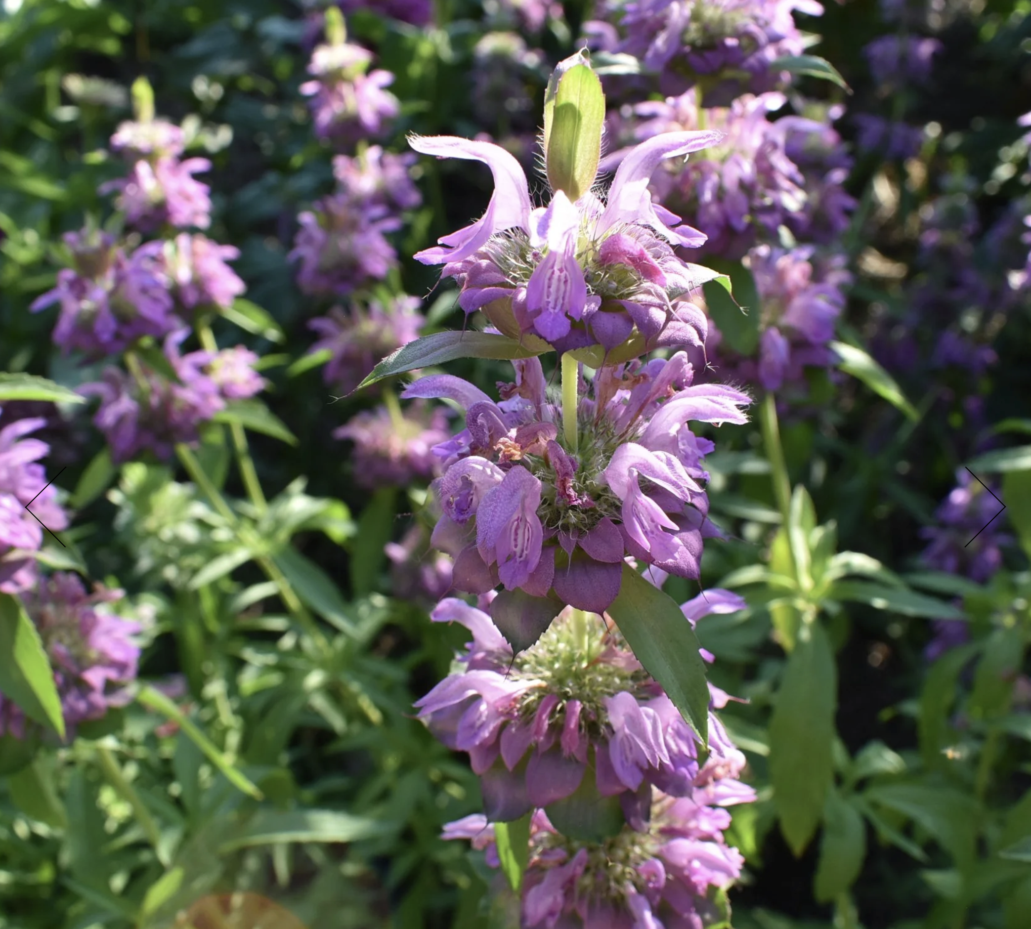 Screenshot 2025-12-30 at 1.25.38 PM.png