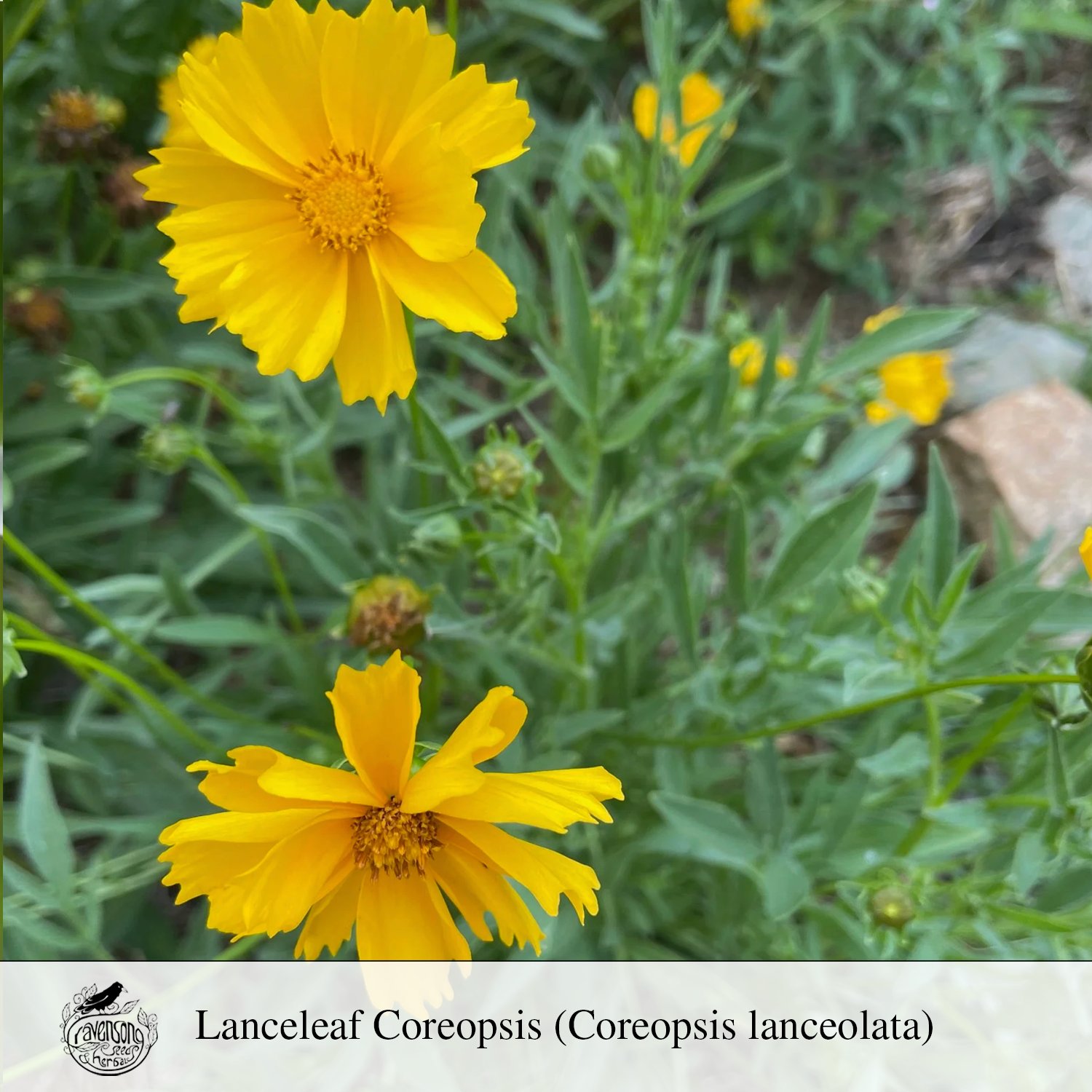 lance leaf coreopsis.png