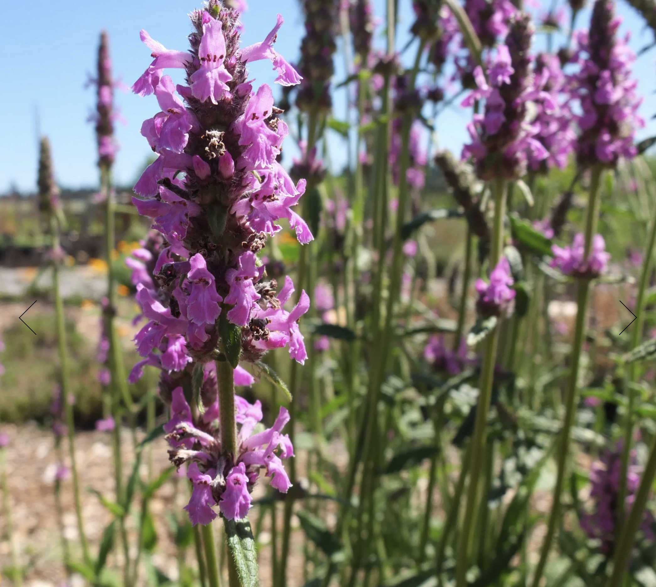 Screenshot 2025-12-30 at 1.51.13 PM.png