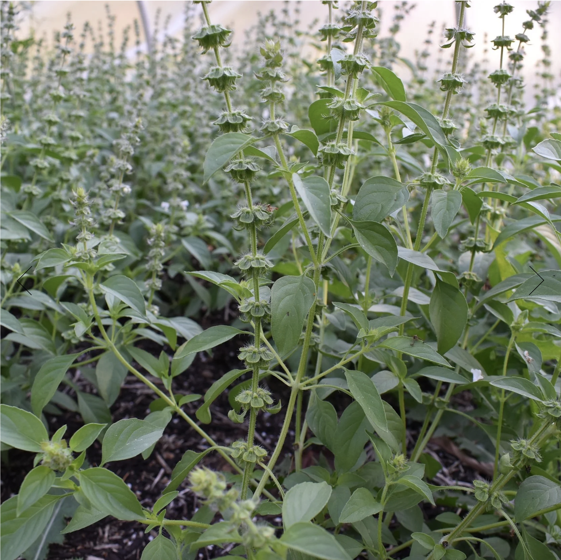 Screenshot 2025-12-08 at 3.29.06 PM.png