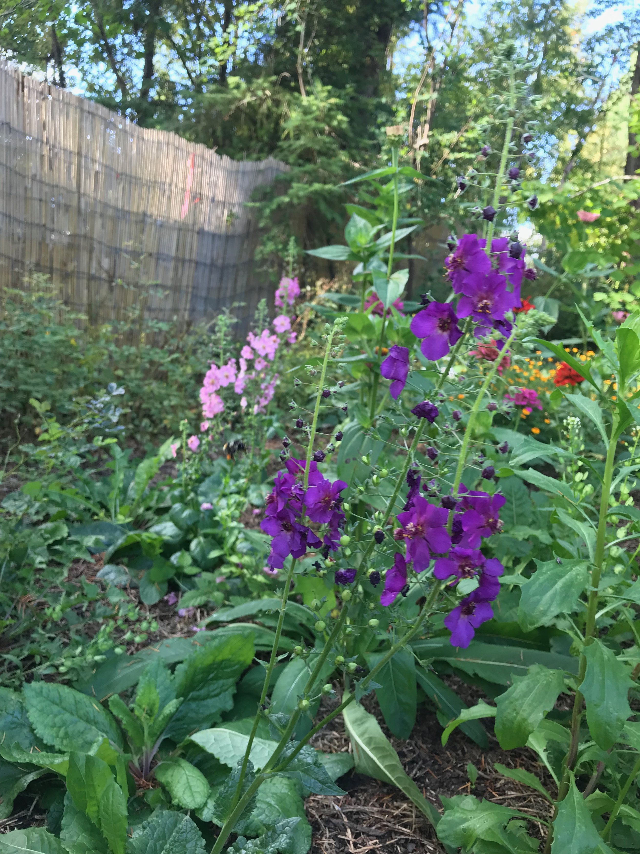 IMG_2240.jpeg