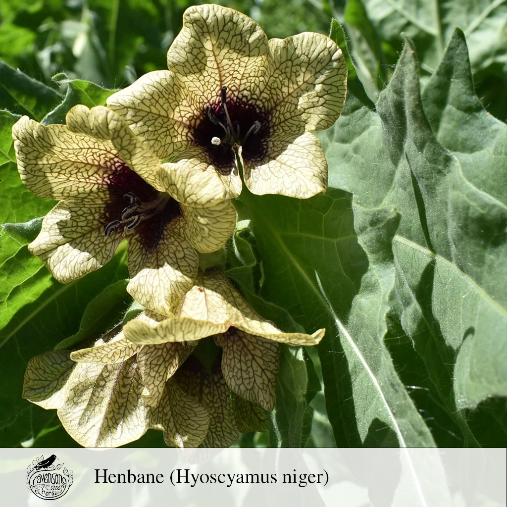 henbane.png