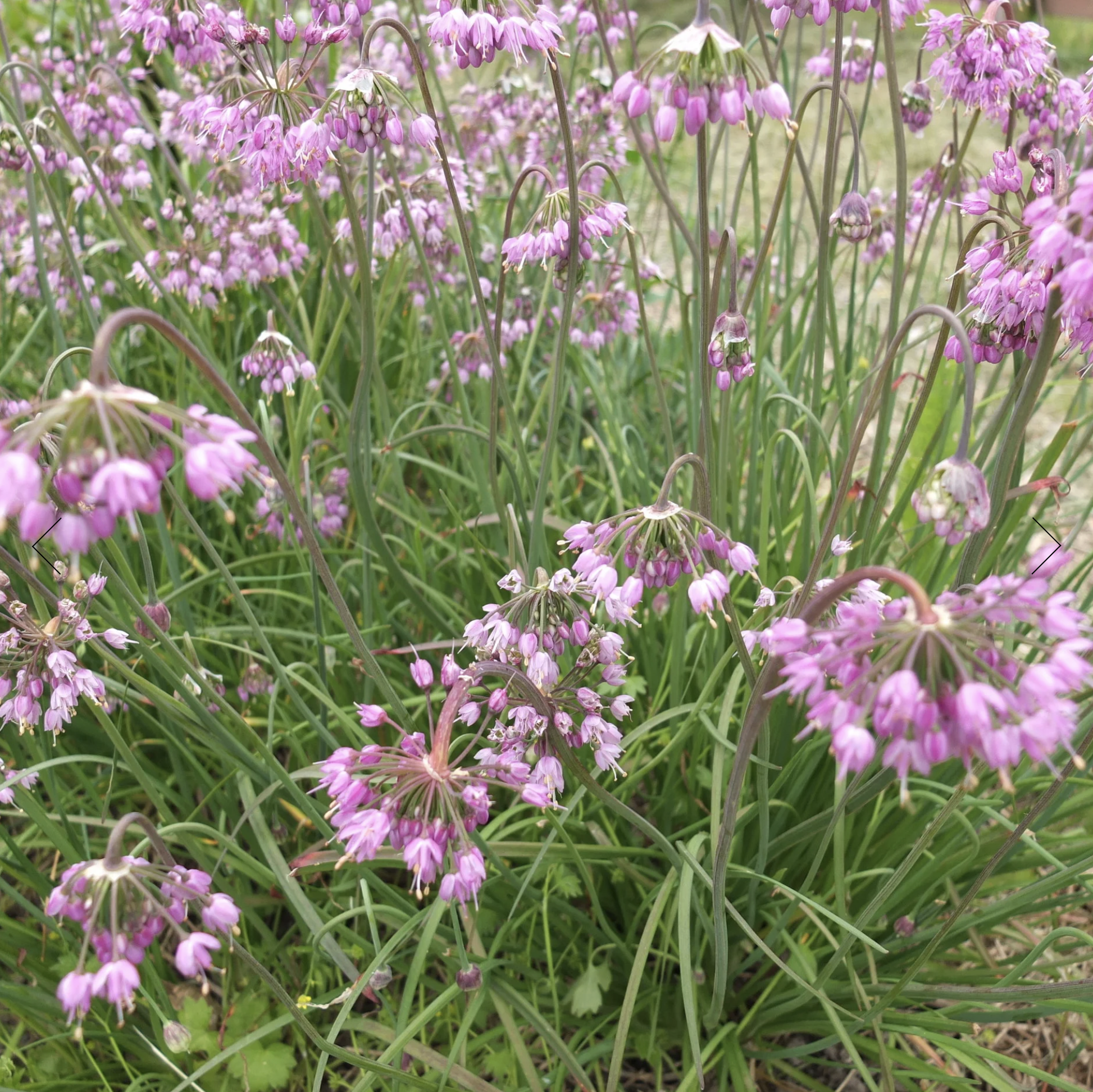 Screenshot 2025-12-08 at 5.01.36 PM.png