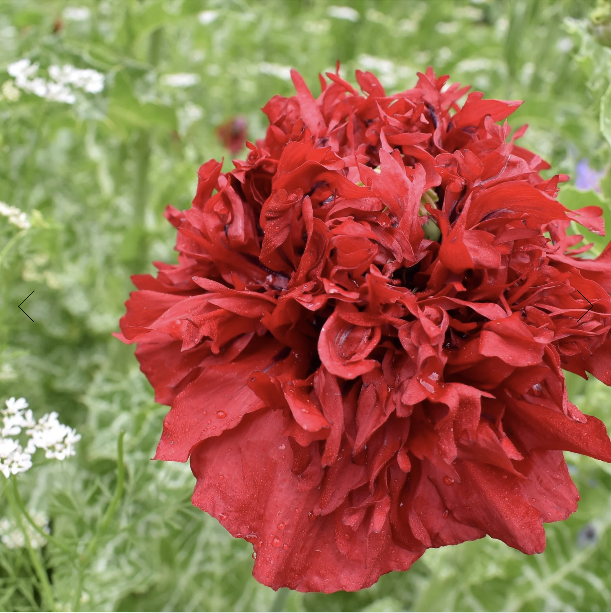 Screenshot 2025-12-08 at 2.00.38 PM.png