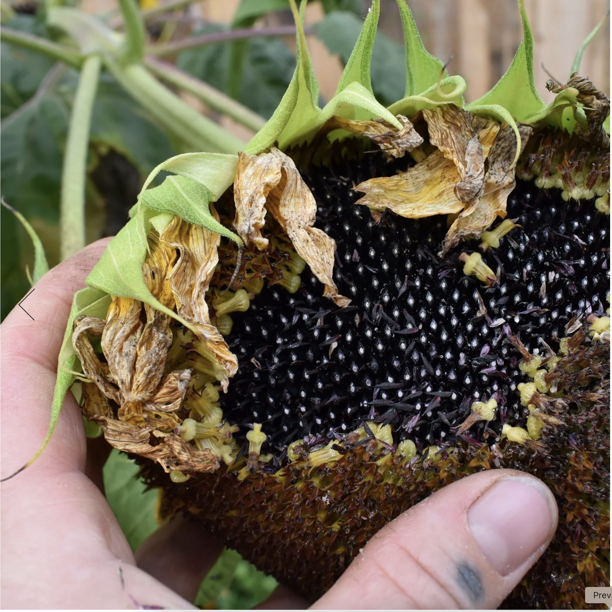 Screenshot 2025-12-08 at 12.30.46 PM.png