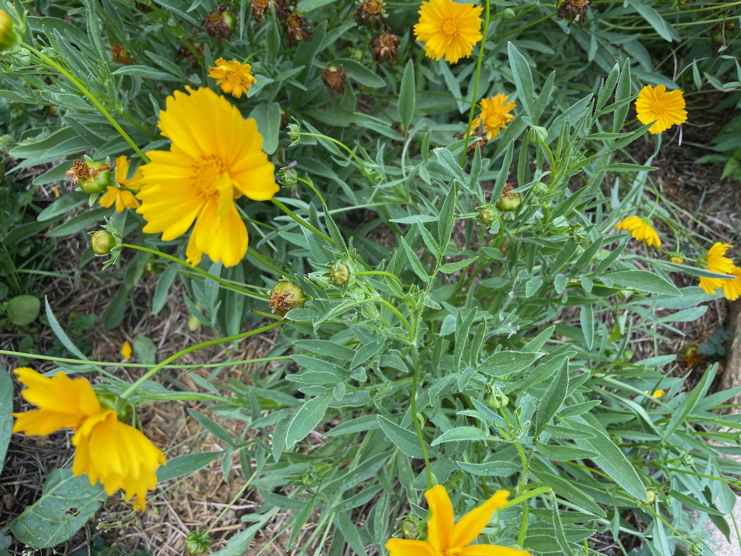 IMG_5187.jpeg