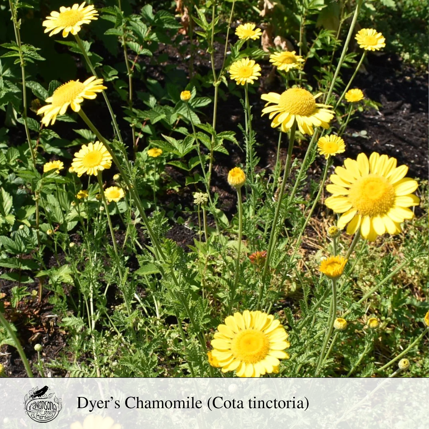 dyers chamomile.png