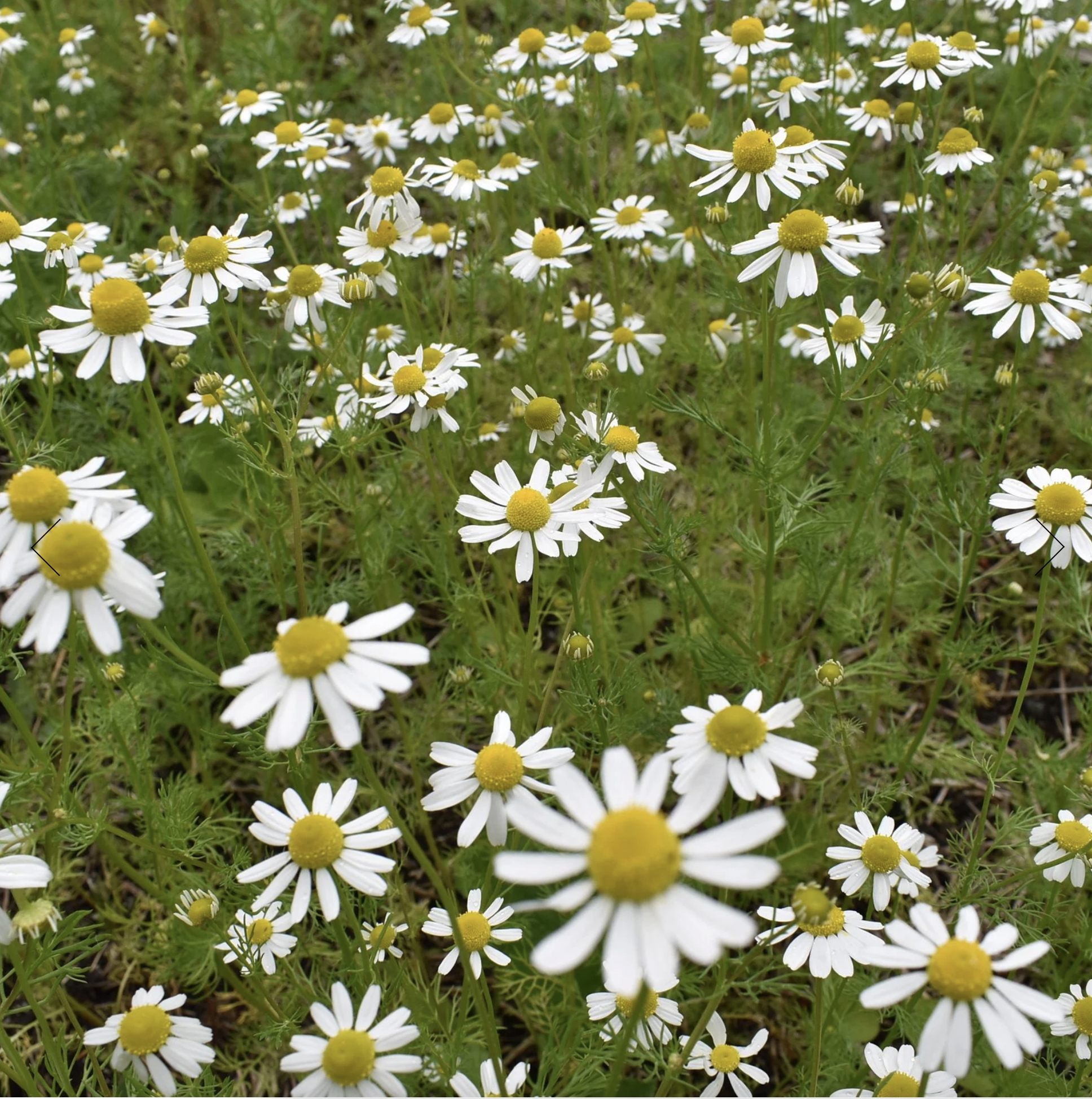 Screenshot 2025-12-08 at 4.44.34 PM.png