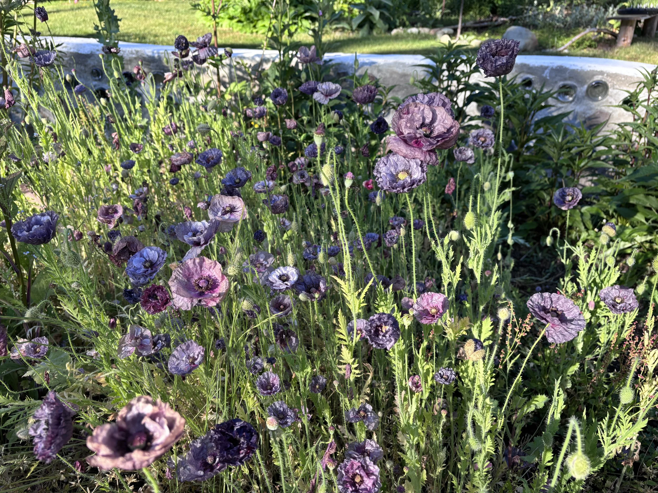 IMG_6695.jpeg