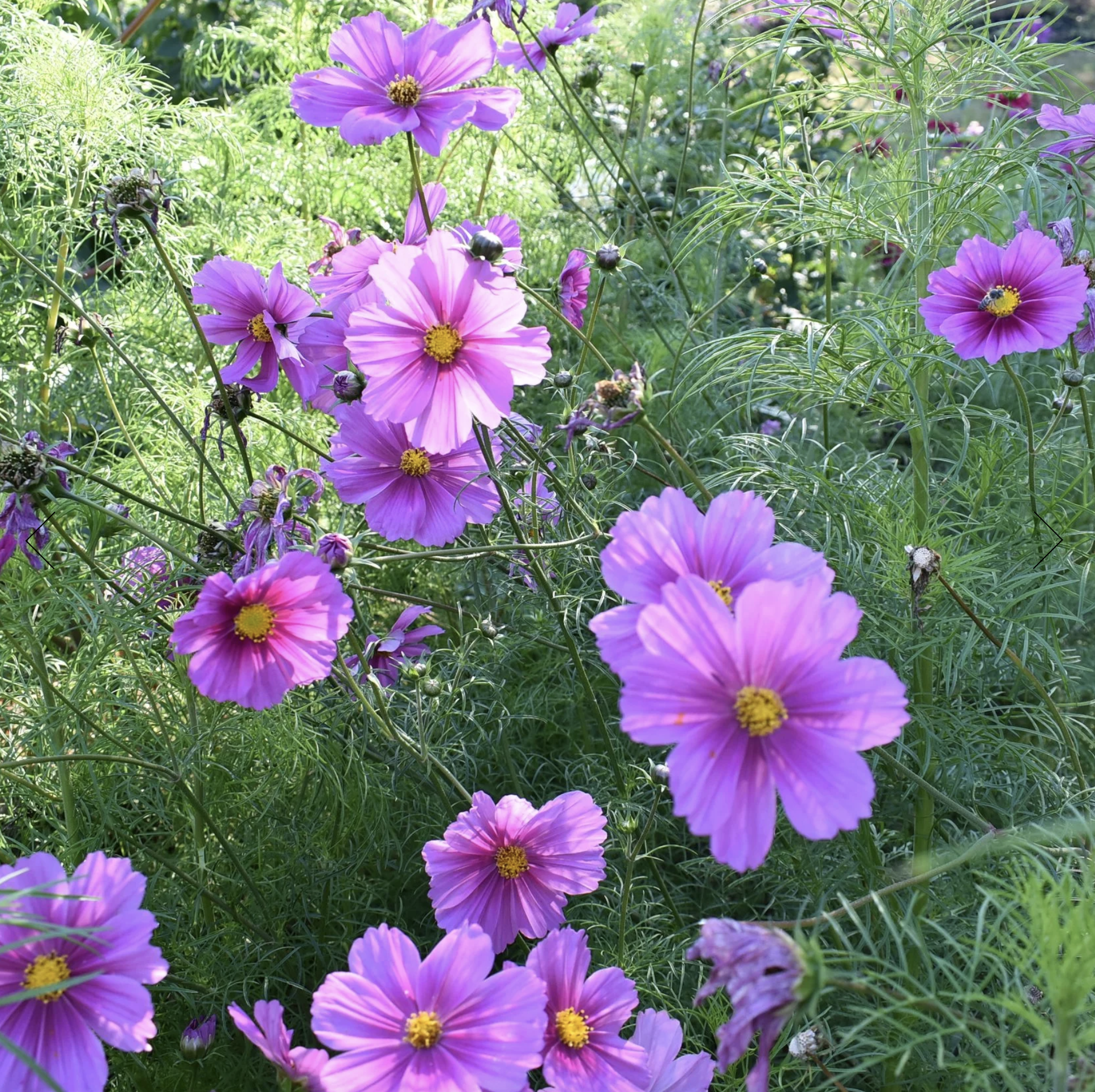 Screenshot 2025-12-08 at 5.36.16 PM.png