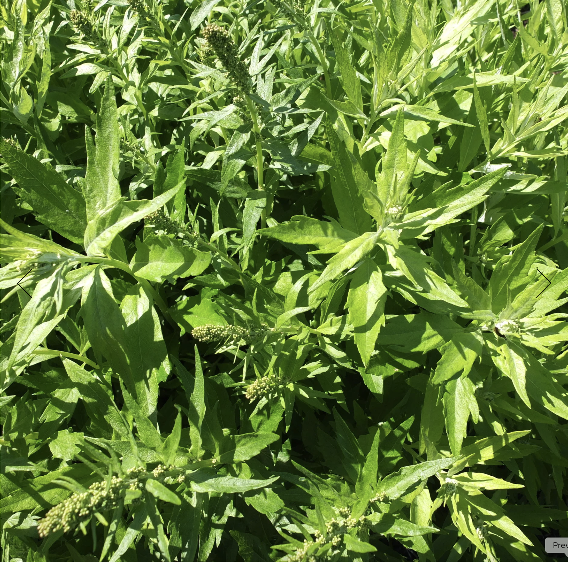 Screenshot 2025-12-08 at 5.16.11 PM.png