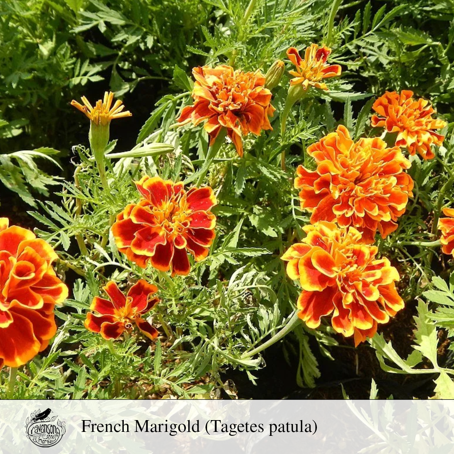 french marigold.png