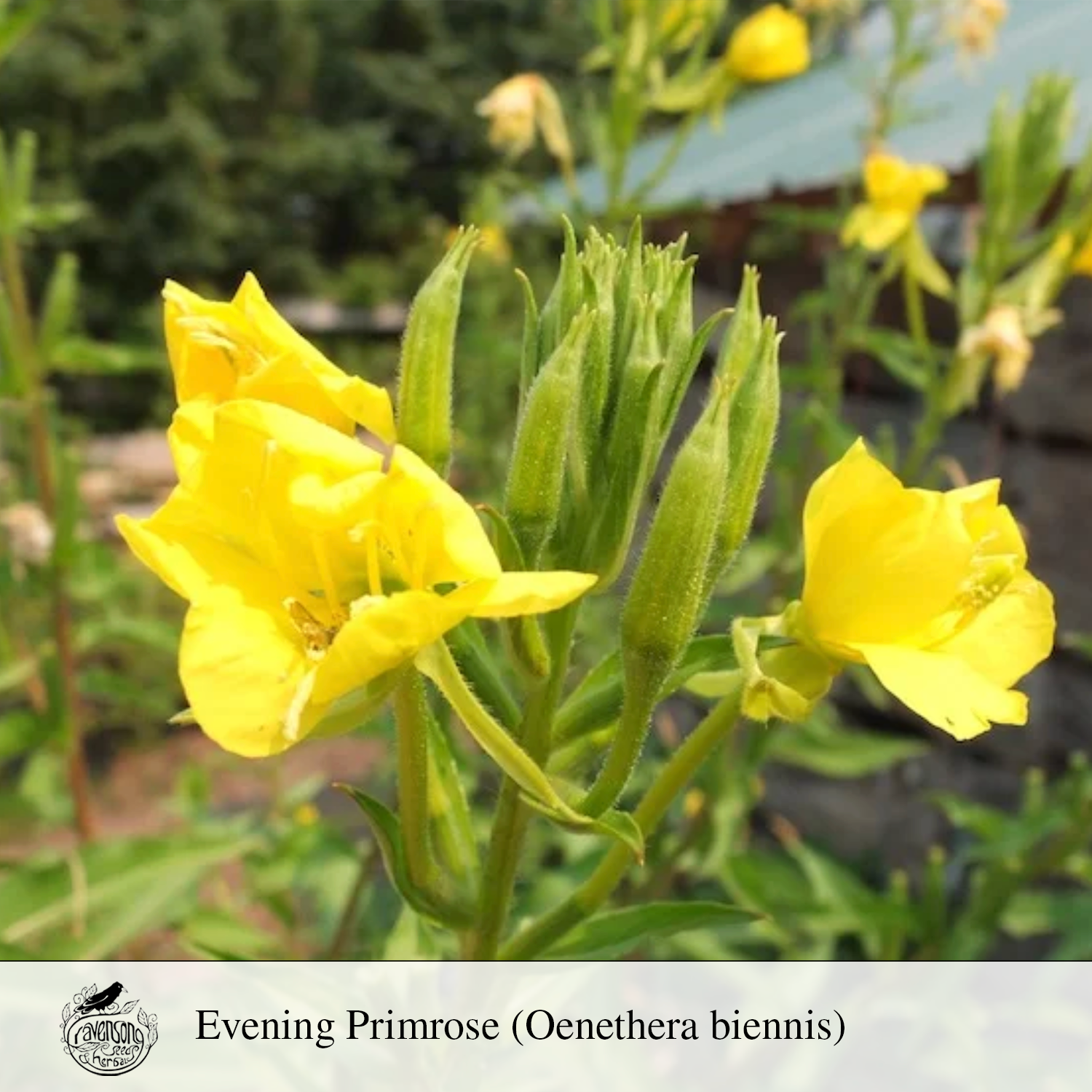 evening primrose.png