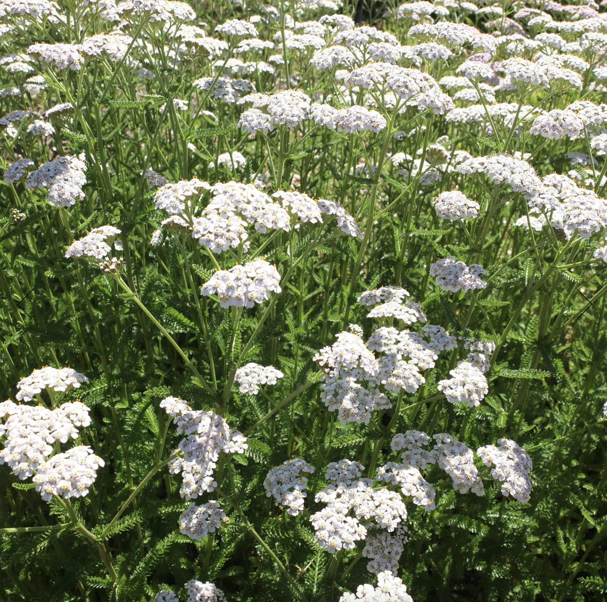 Screenshot 2025-12-08 at 5.11.02 PM.png