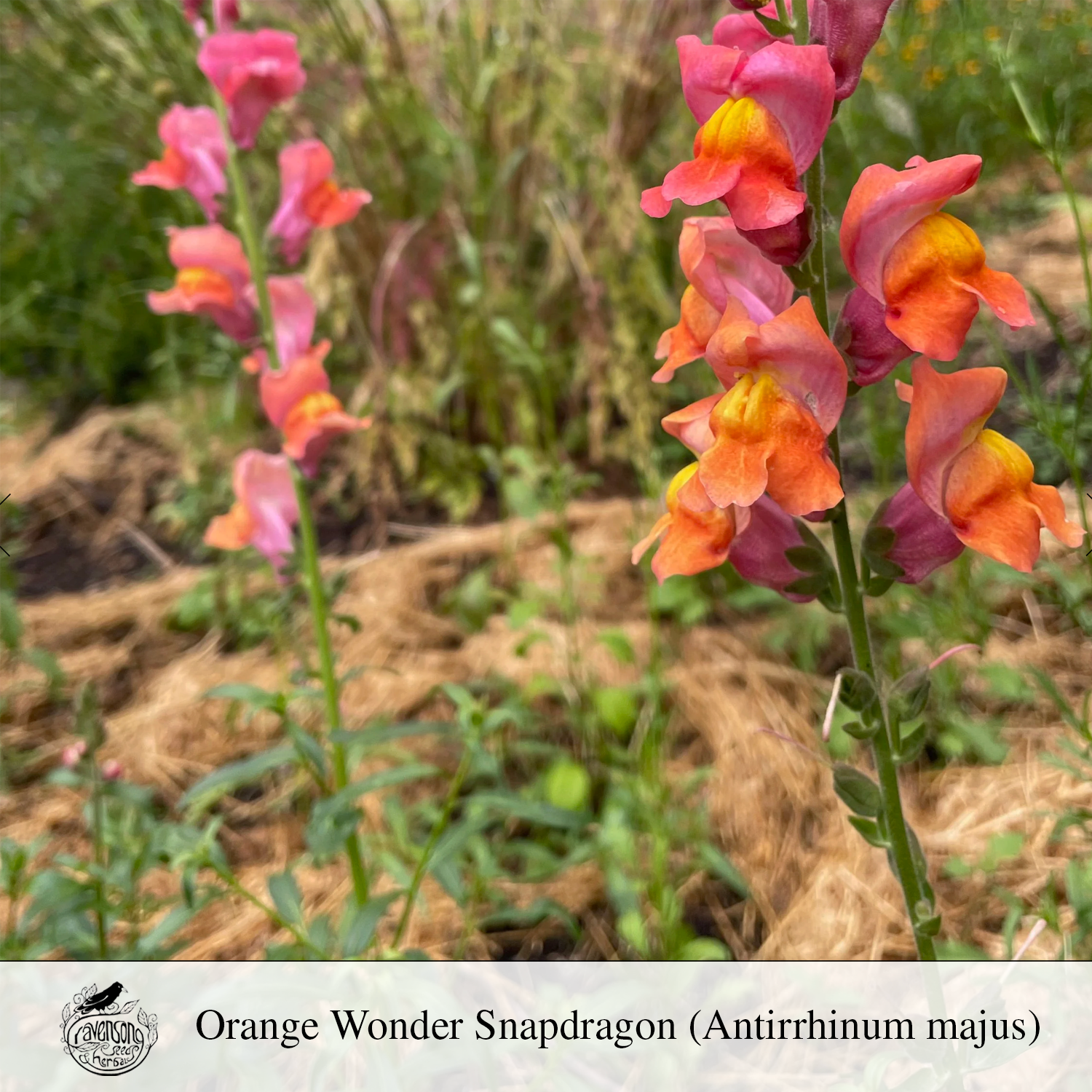 orange wonder snapdragon.png