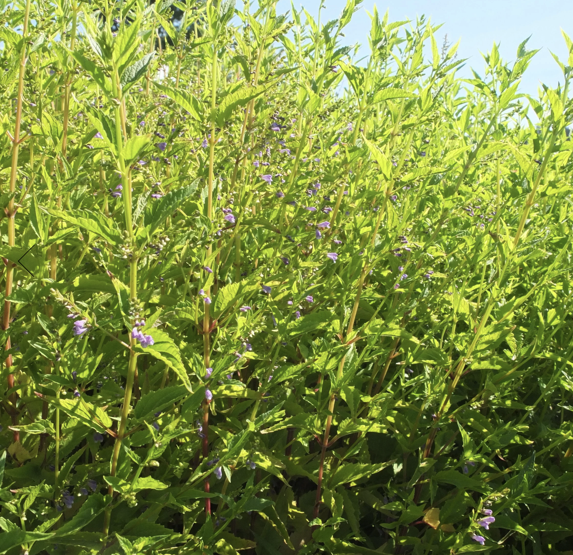 Screenshot 2025-12-08 at 5.14.19 PM.png