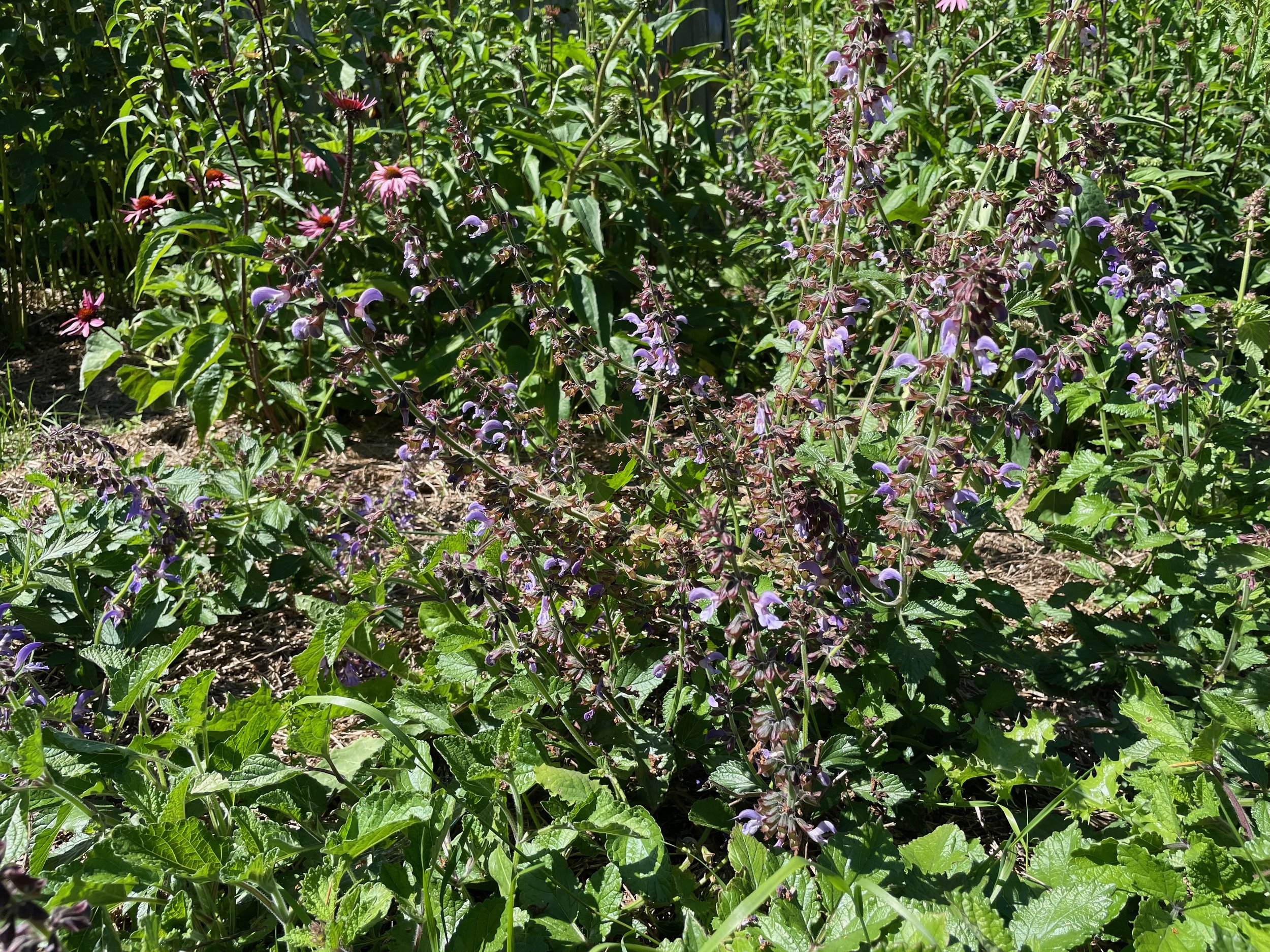IMG_4918.jpeg