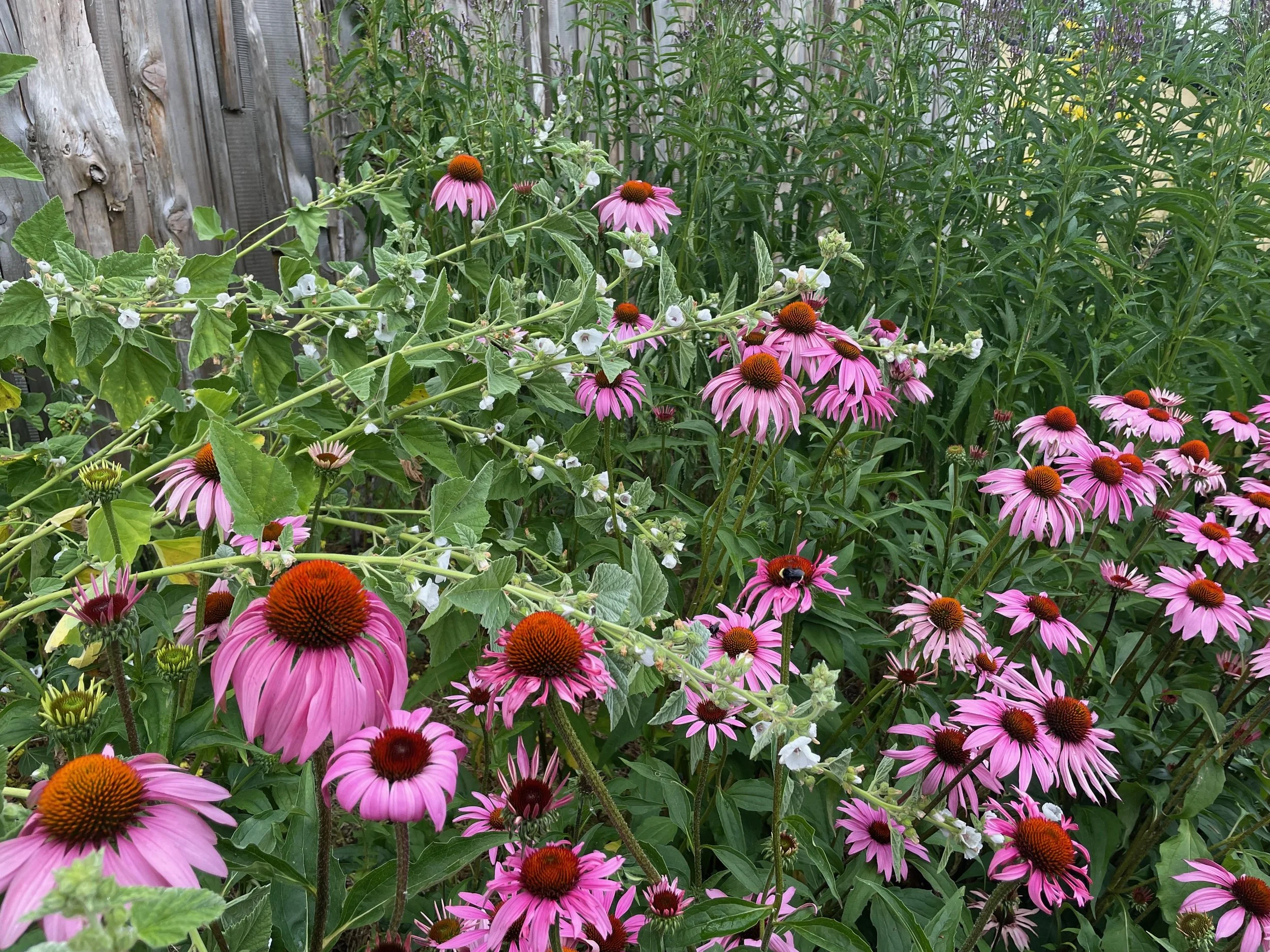 The Home Apothecary Garden Seed Collection