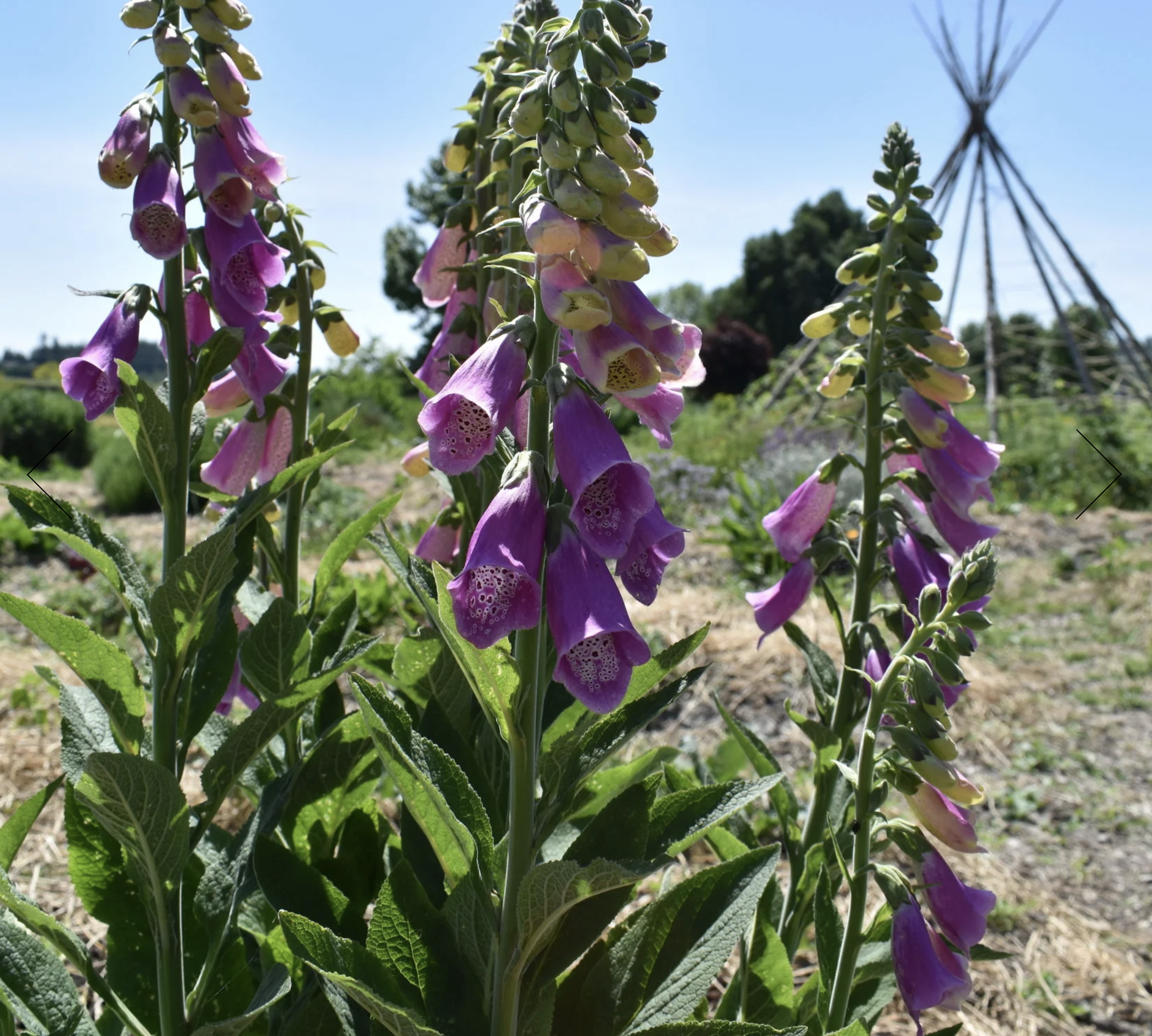 Screenshot 2025-12-30 at 2.06.59 PM.png