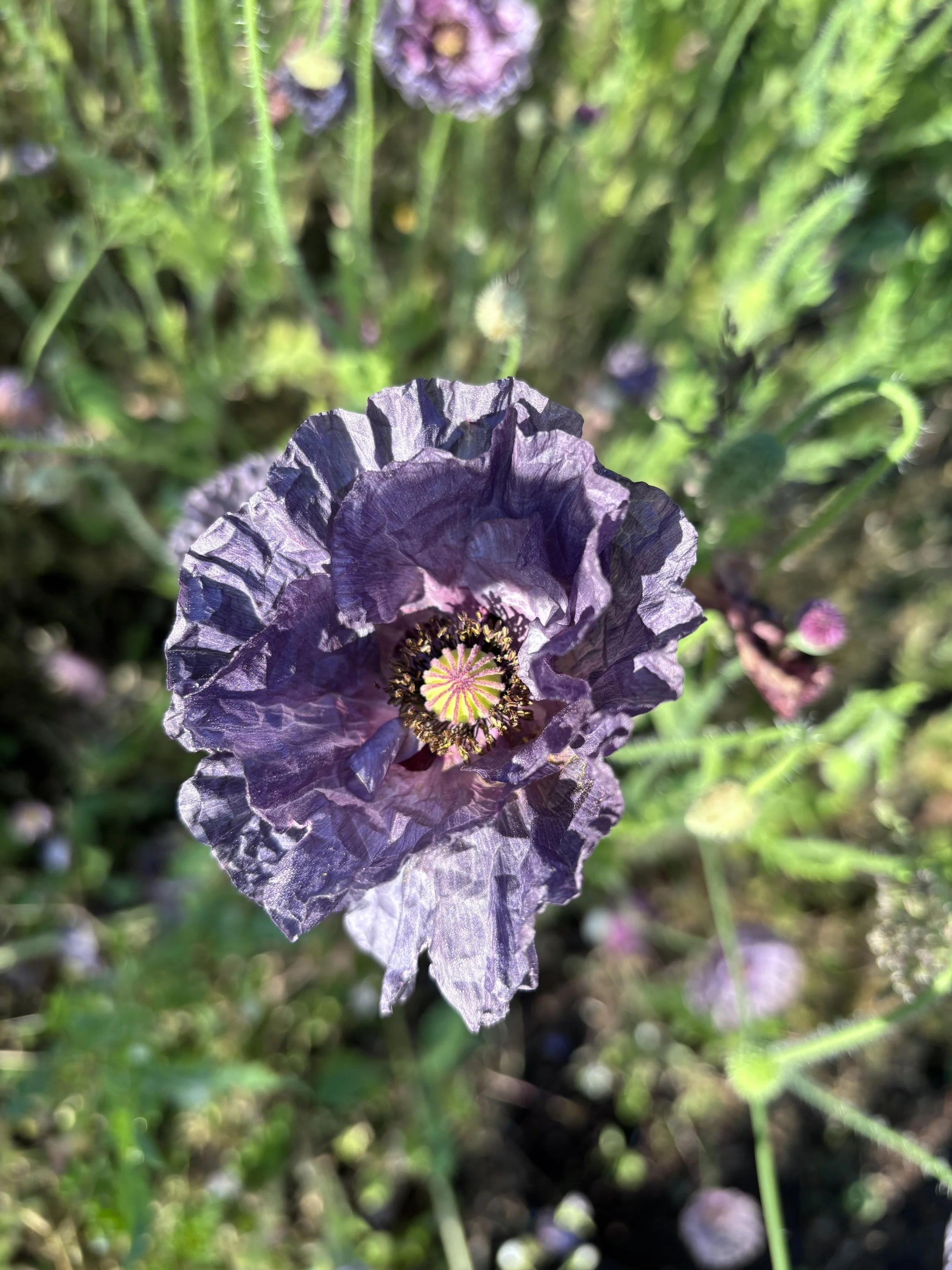 IMG_6699.jpeg