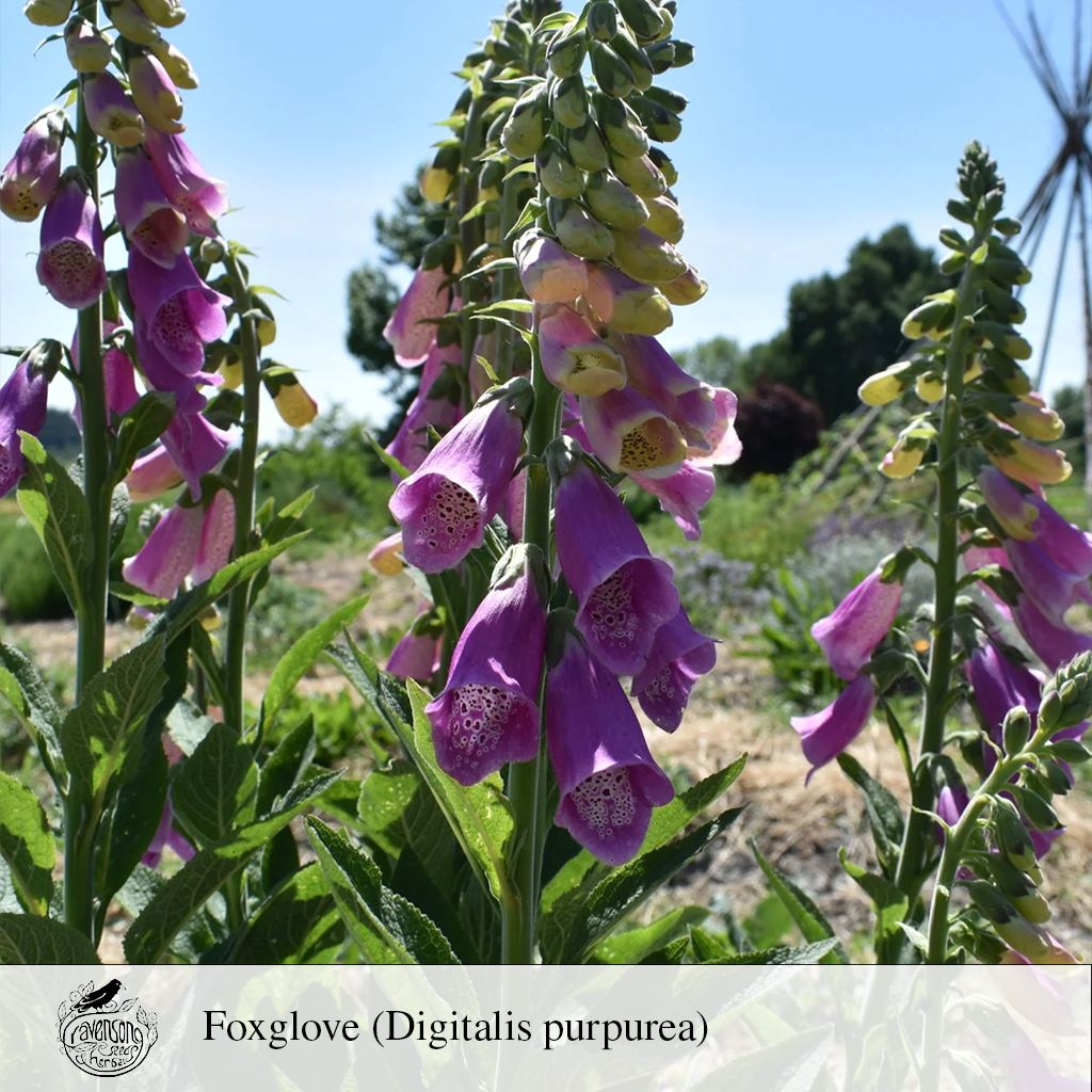 foxglove.png
