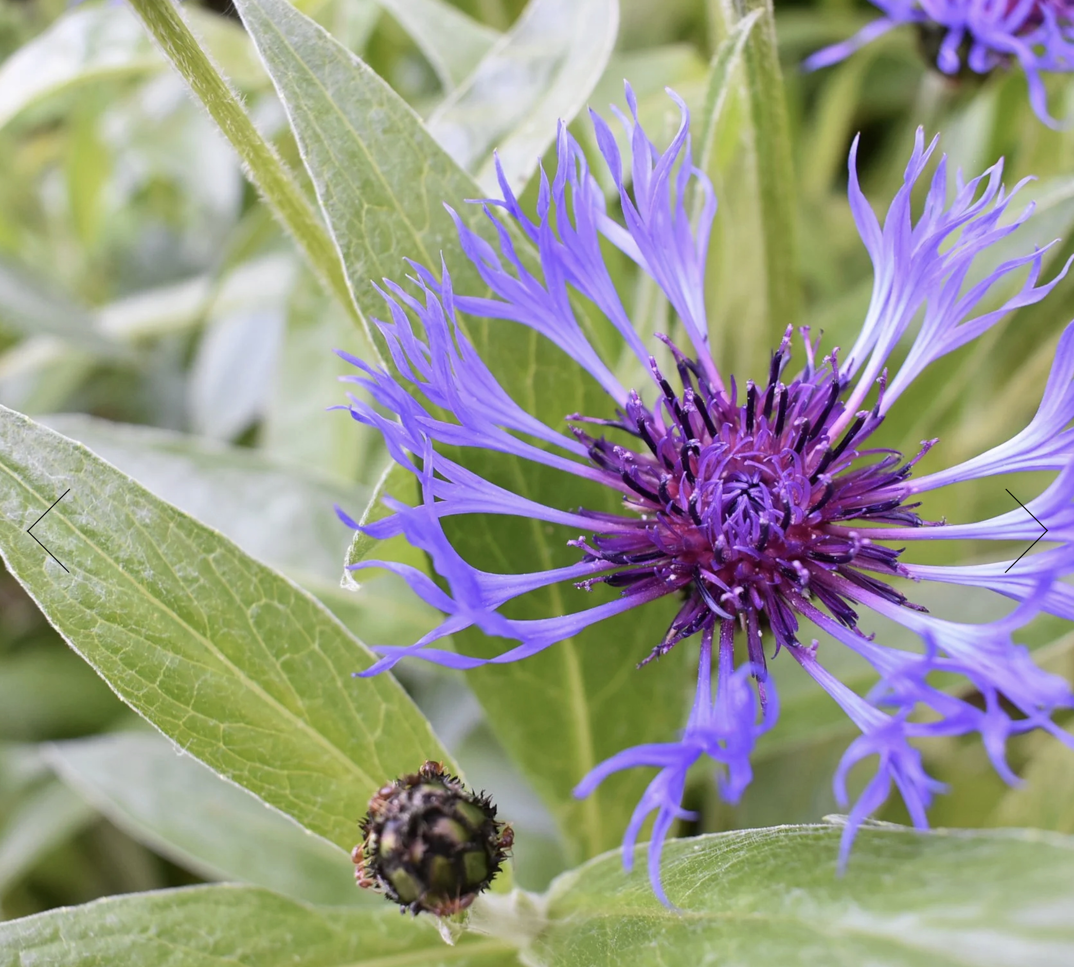 Screenshot 2025-12-30 at 1.26.15 PM.png