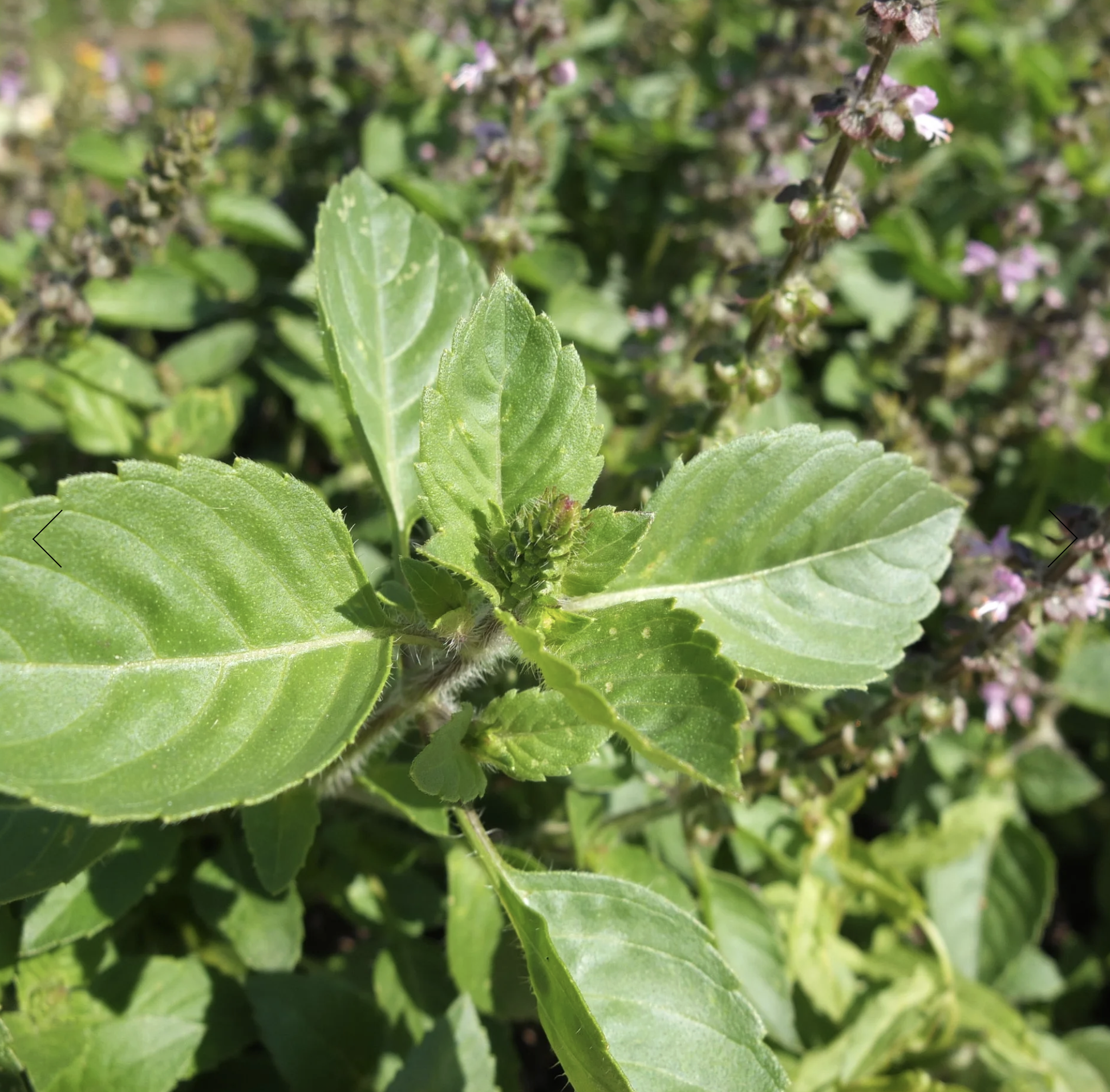 Screenshot 2025-12-08 at 3.28.38 PM.png