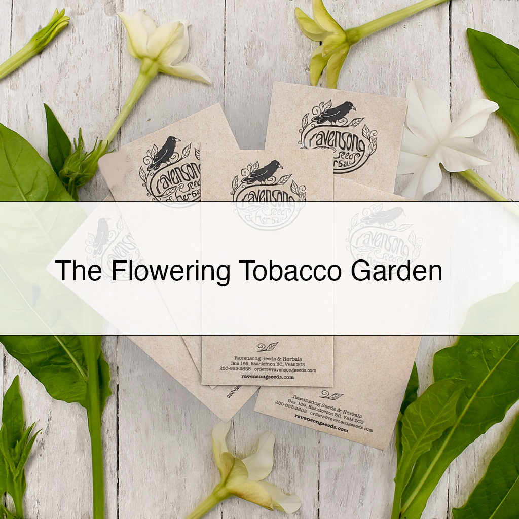 Flowering Tobacco Seed Collection